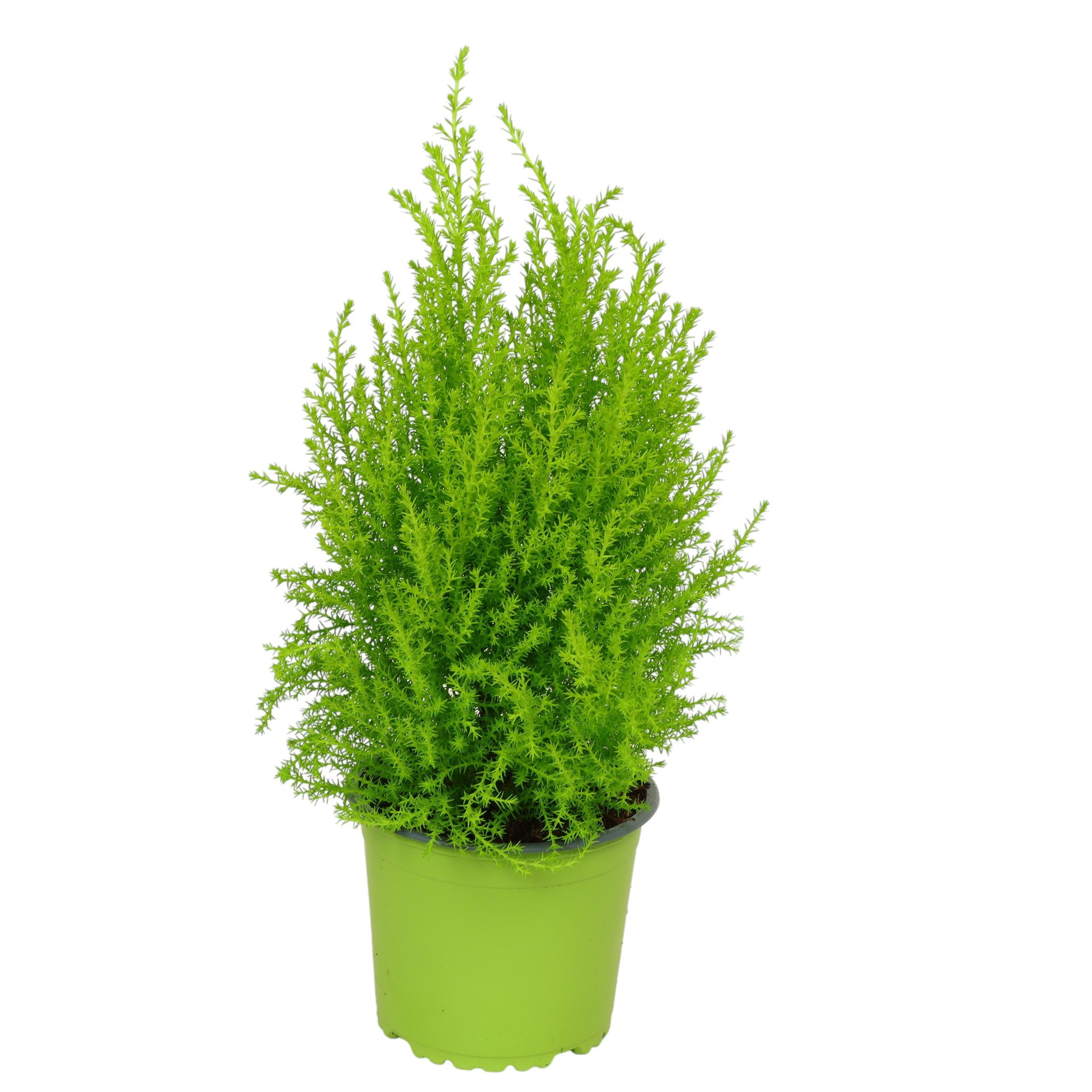 Pflanzen online & vor Ort kaufen | Zimmer- & Gartenpflanzen