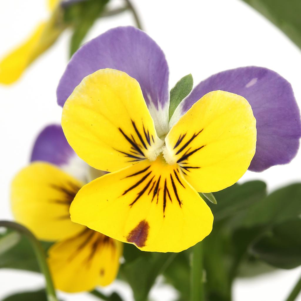 Hornveilchen "azurfarbene" T9