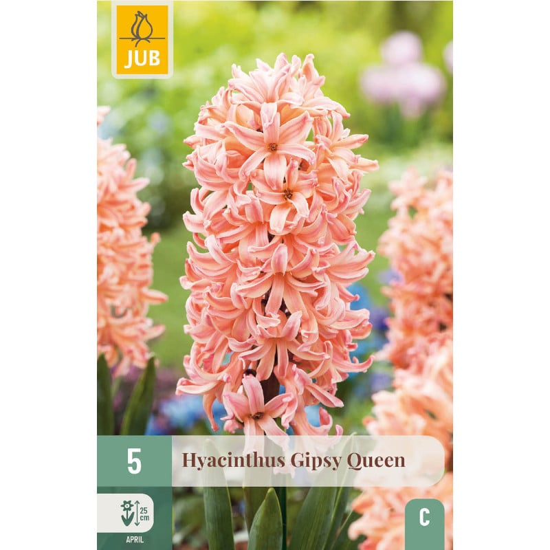 5 HYAZINTHEN GIPSY QUEEN 15/16