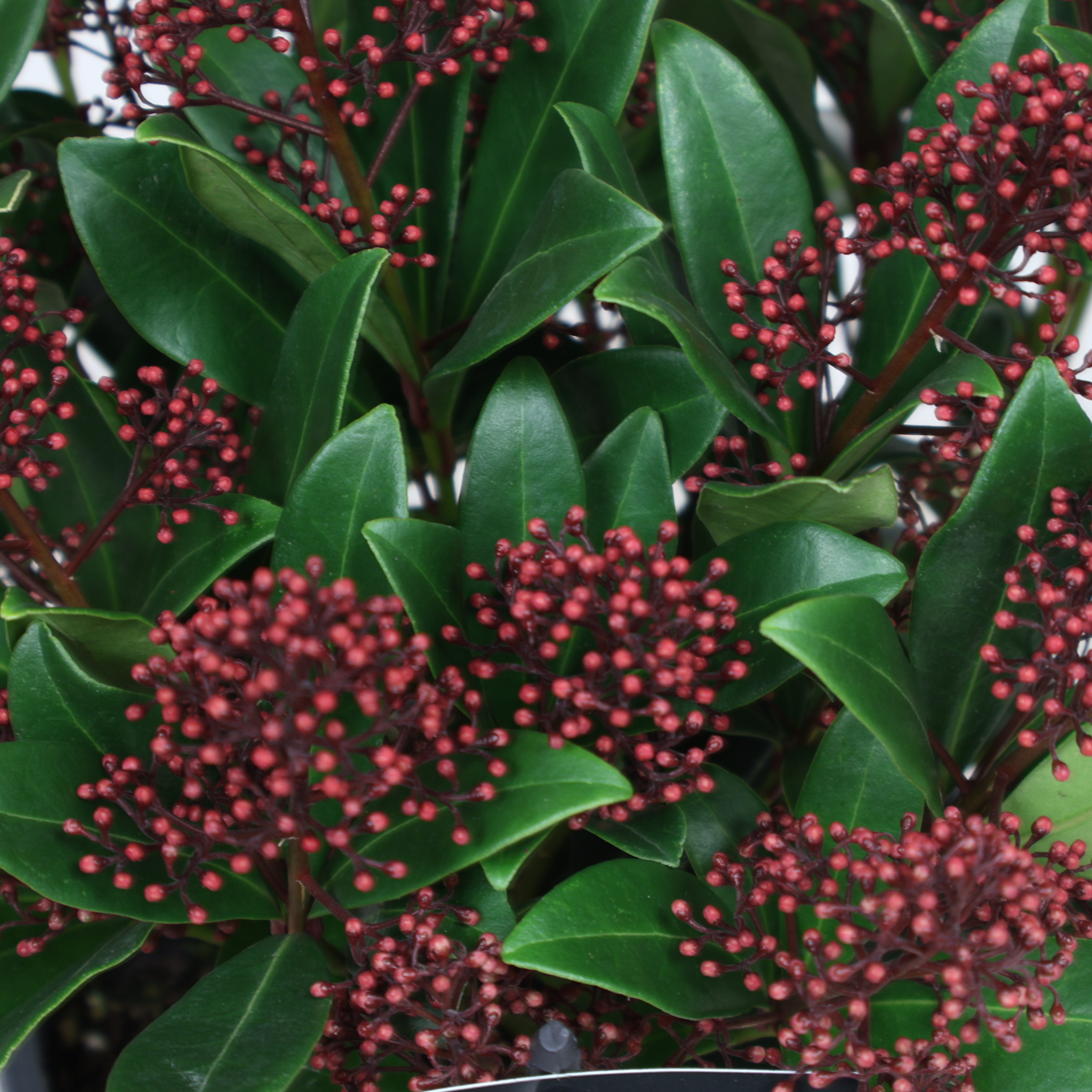 Japanische Blütenskimme – Ø 19 cm Topf – immergrüner Herbst- & Winterklassiker mit dekorativen Knospen