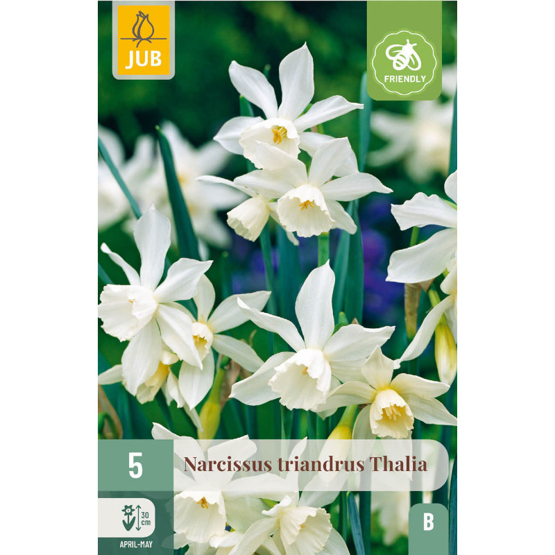 5 NARZISSEN TRIANDRUS THALIA 10/12