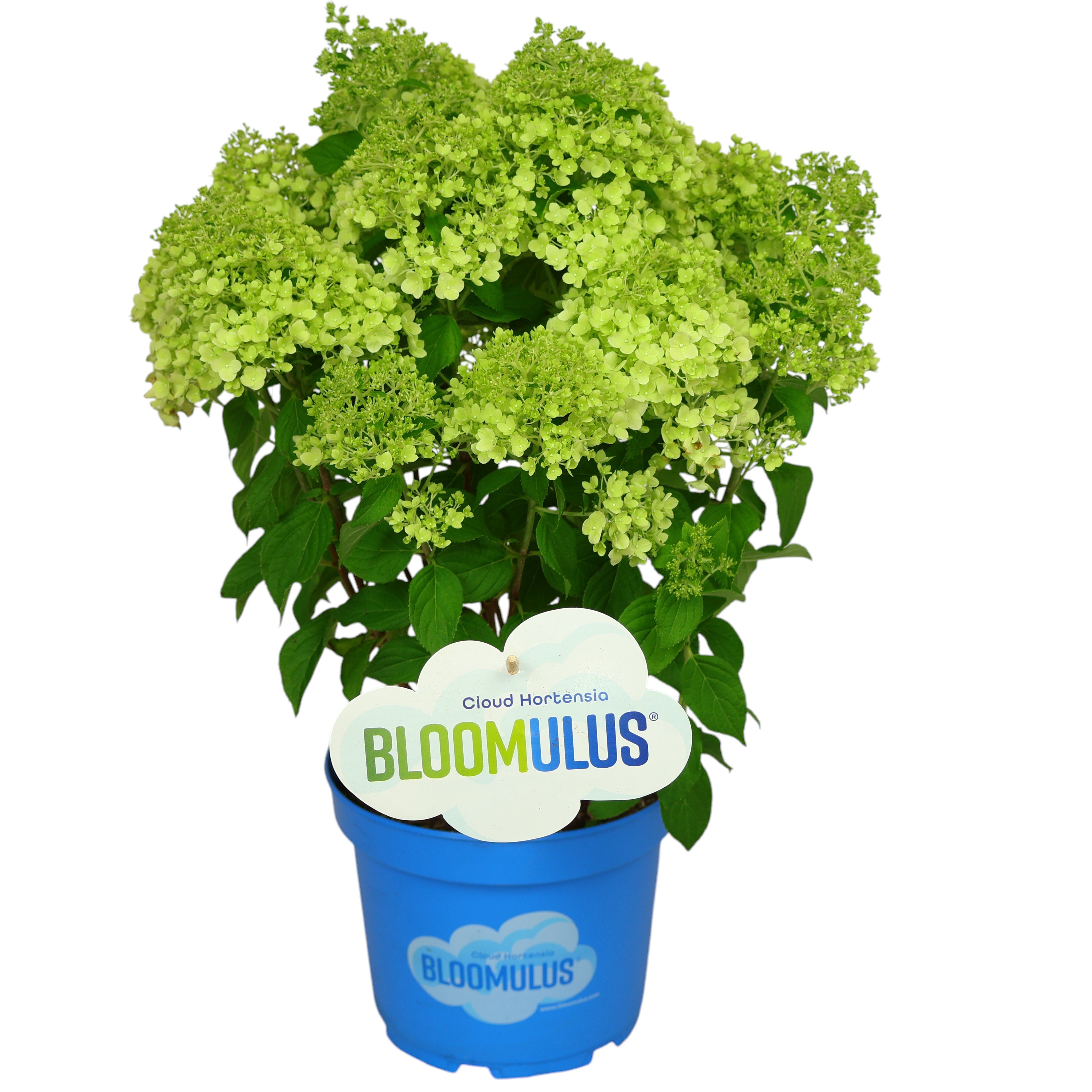Rispenhortensie ‘Bloomulus’ im Ø 23 cm Topf – üppige Sommerblüherin für Garten & Kübel