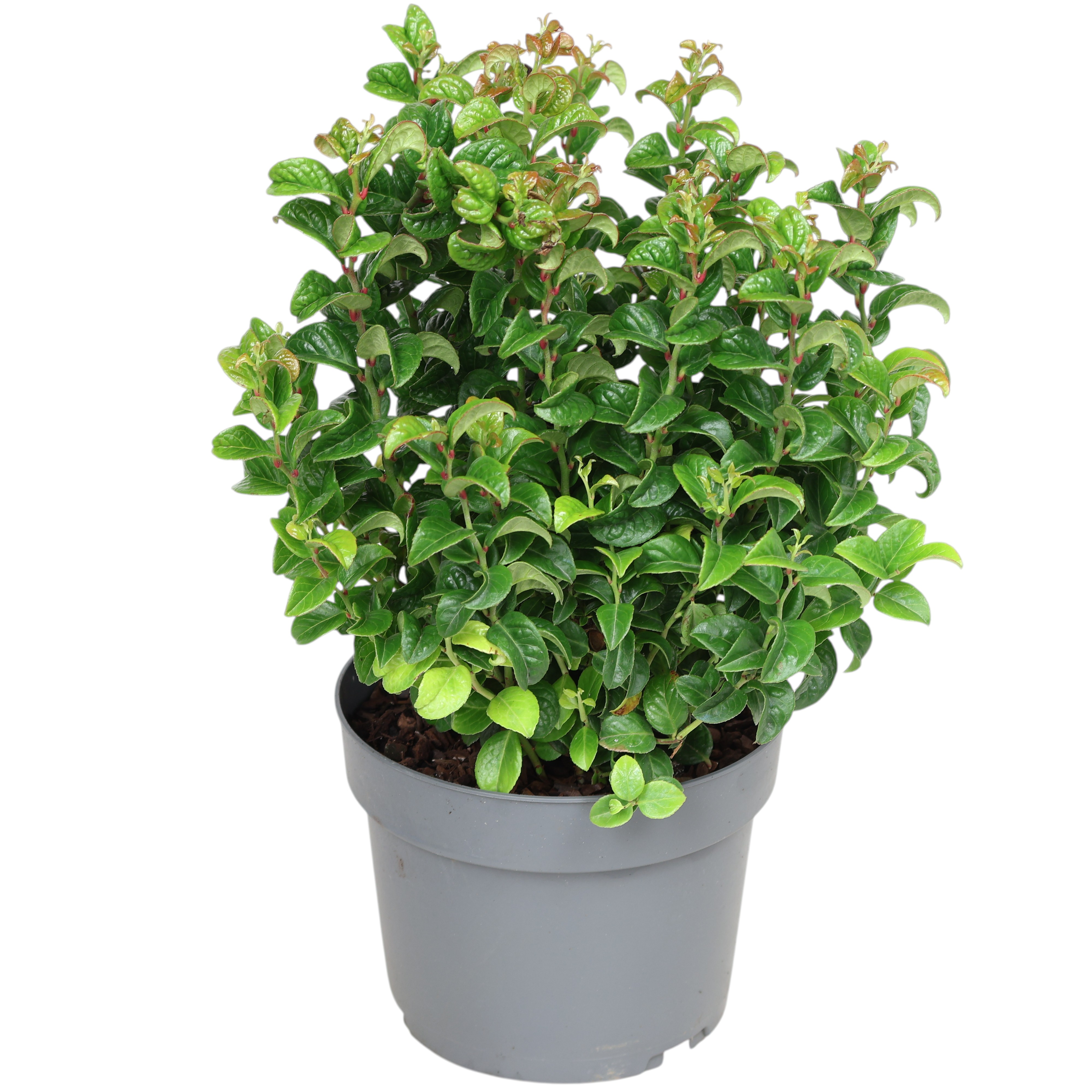 Leucothe axillaris 'Twisted Red' Ø 17 cm