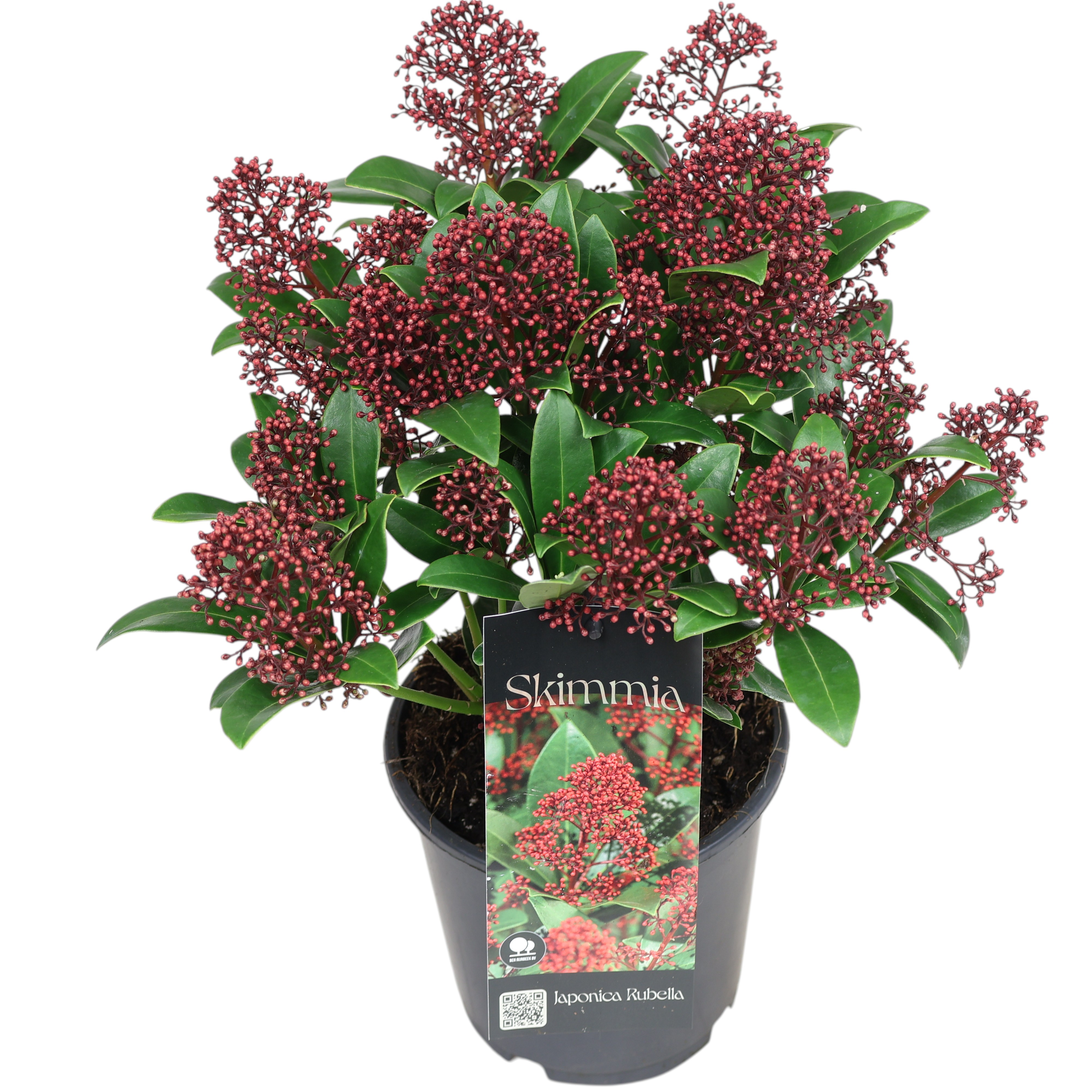 Skimmia japonica ‘Rubella’ – Ø 15 cm Topf, immergrün