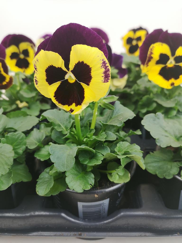 Stiefmütterchen "violettgelb"