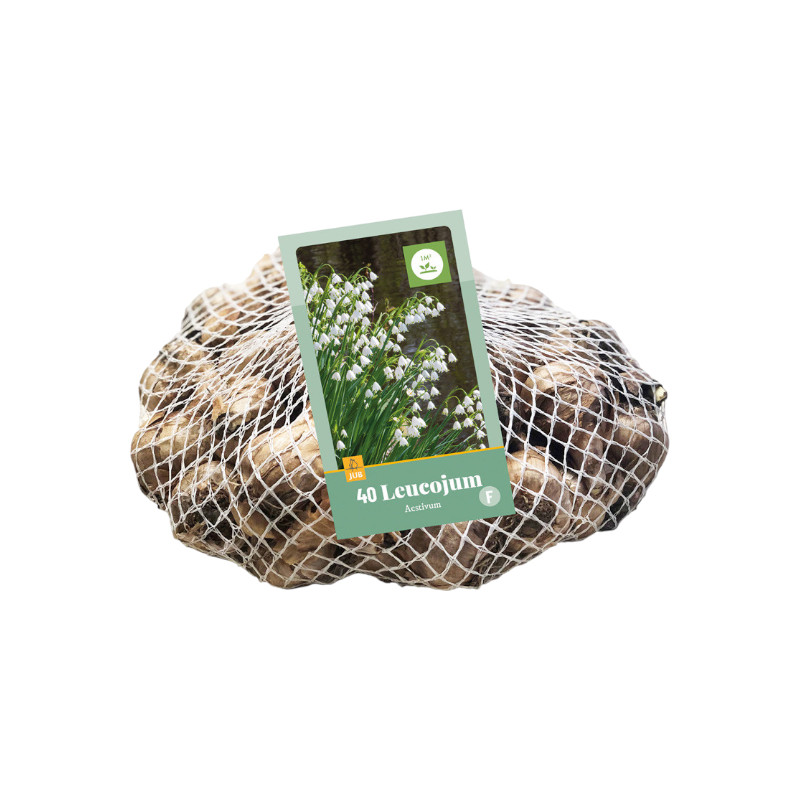Leucojum aestivum – Blumenzwiebeln 8/9 – 40 Stück – zarte Sommer-Knotenblumen für Beete & Naturgärten