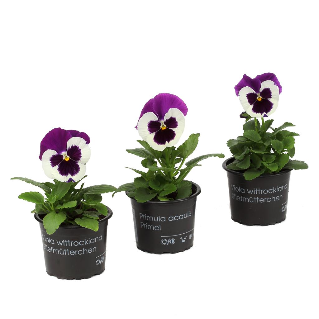 Stiefmütterchen 'aubergine-weiß' - Ø 9 cm Topf