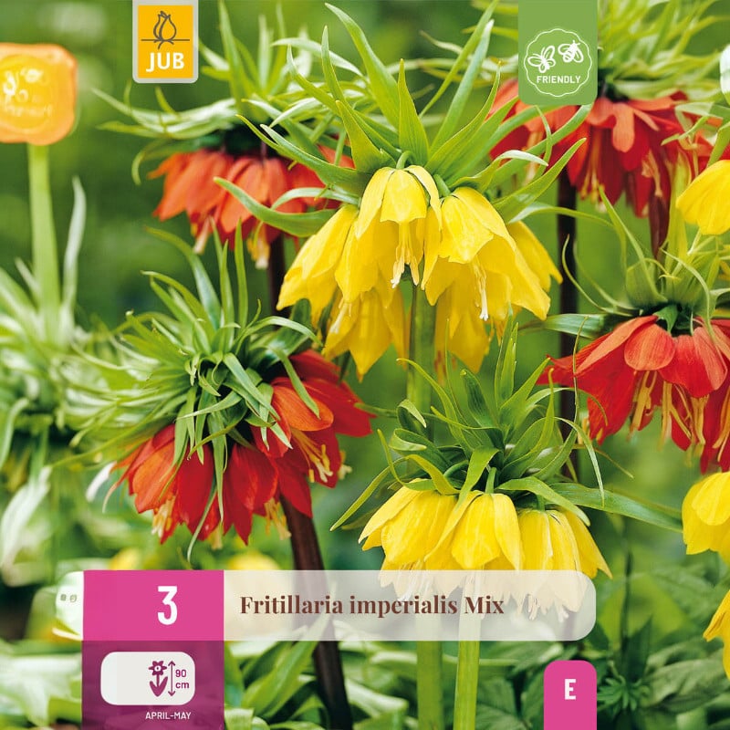 3 FRITILLARIA IMPERIALIS MIX 18/20