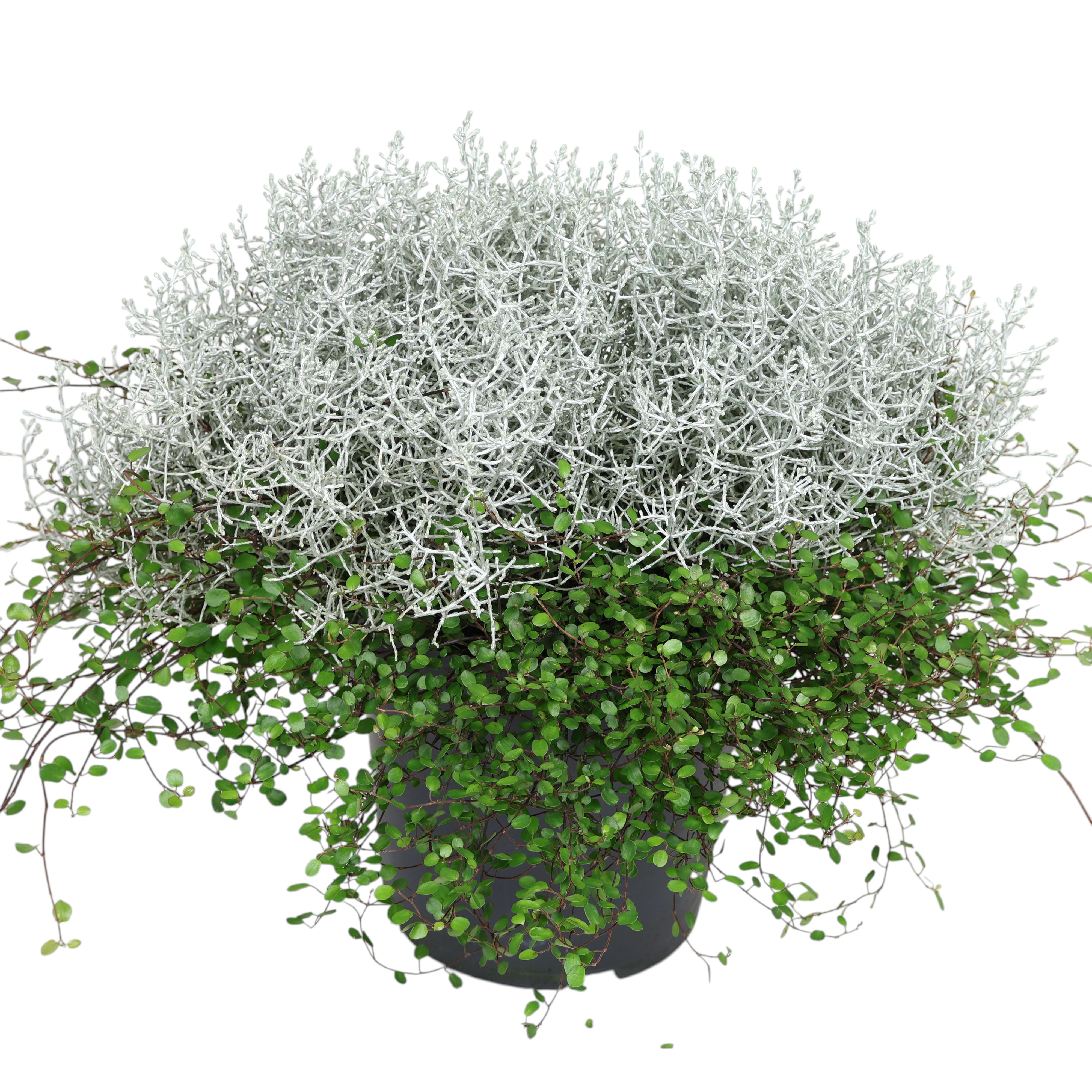 Stacheldraht & Muehlenbeckia im Ø 23 cm Topf – dekorativer Strukturpflanzen-Mix für kreative Herbstbepflanzung