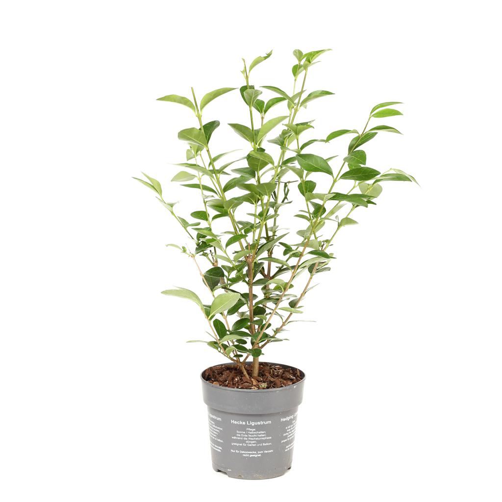 Liguster 'Ligustrum' - Ø 12 cm Topf 