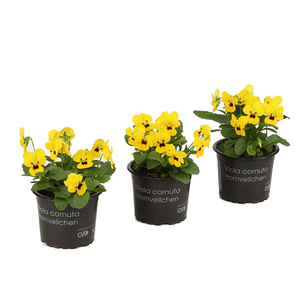 Hornveilchen "gelbe Klassiker" T9