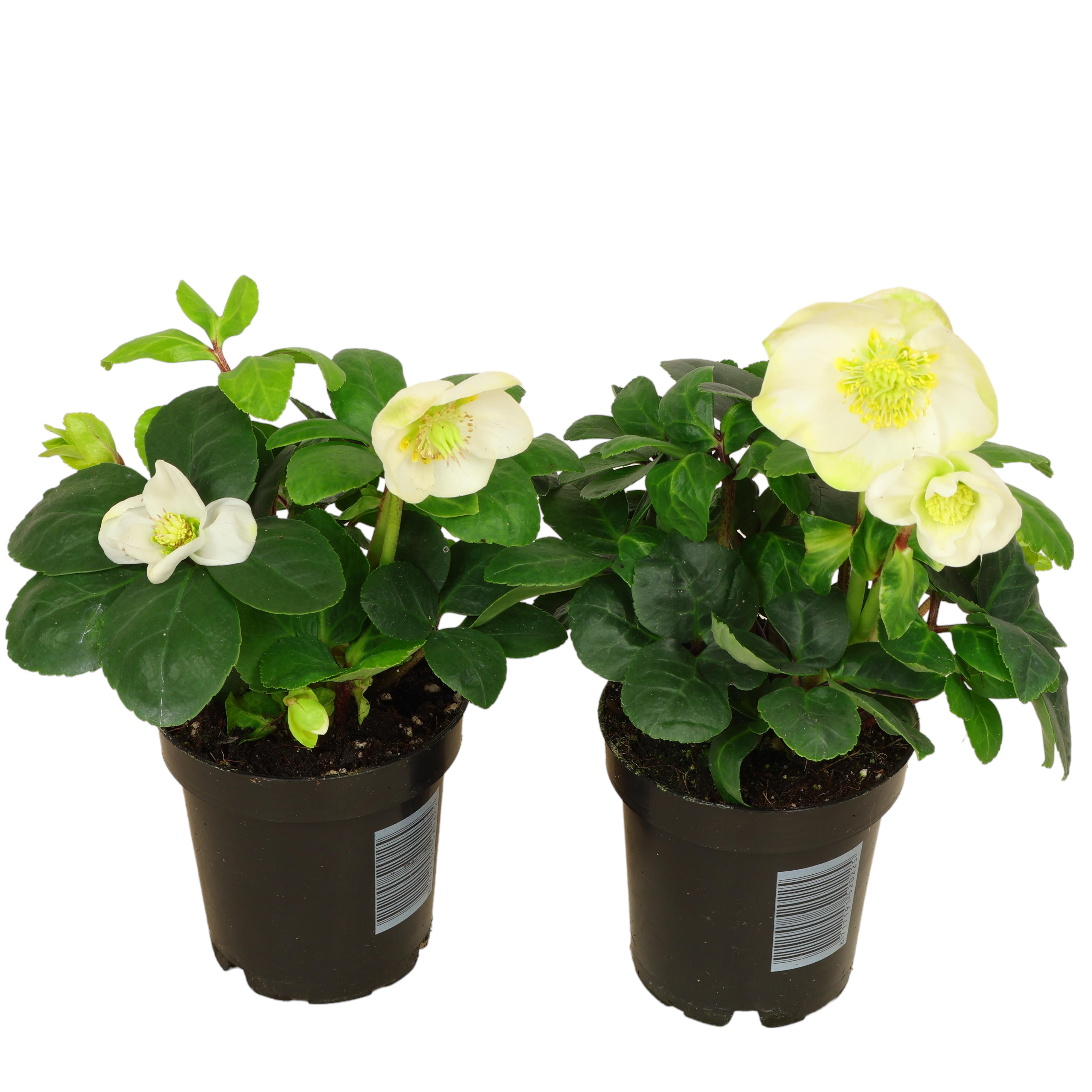 Christrose Helleborus niger Ø 9 cm – winterblühend & robust