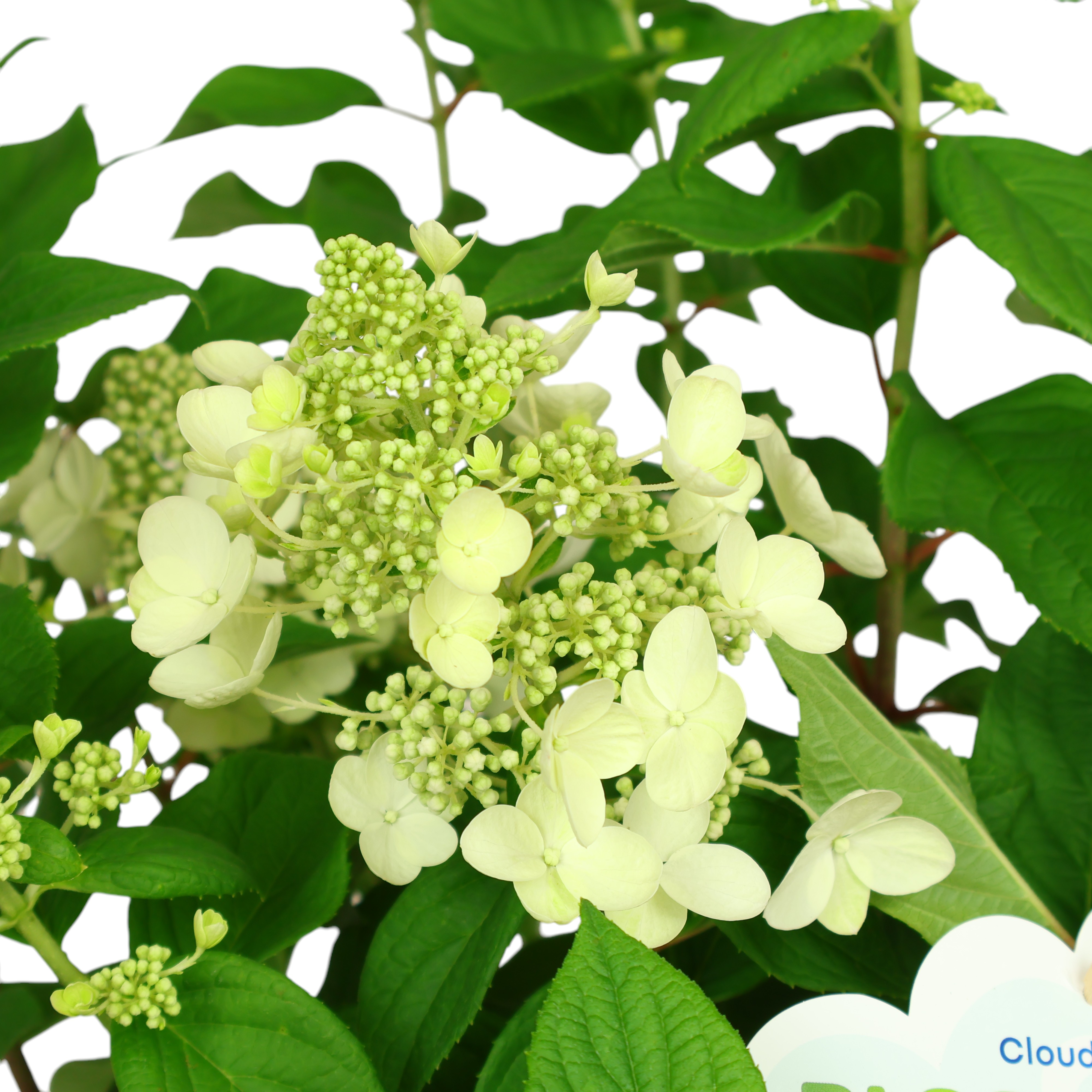 Rispenhortensie ‘Bloomulus’ im Ø 18 cm Topf – kompakte Schönheit mit prachtvollen Blüten