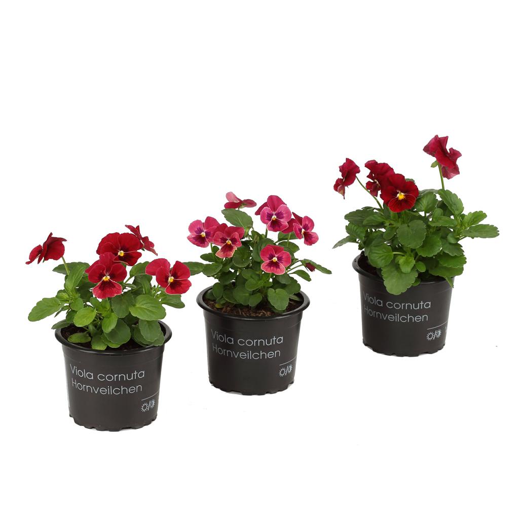 Hornveilchen "Herbströte"