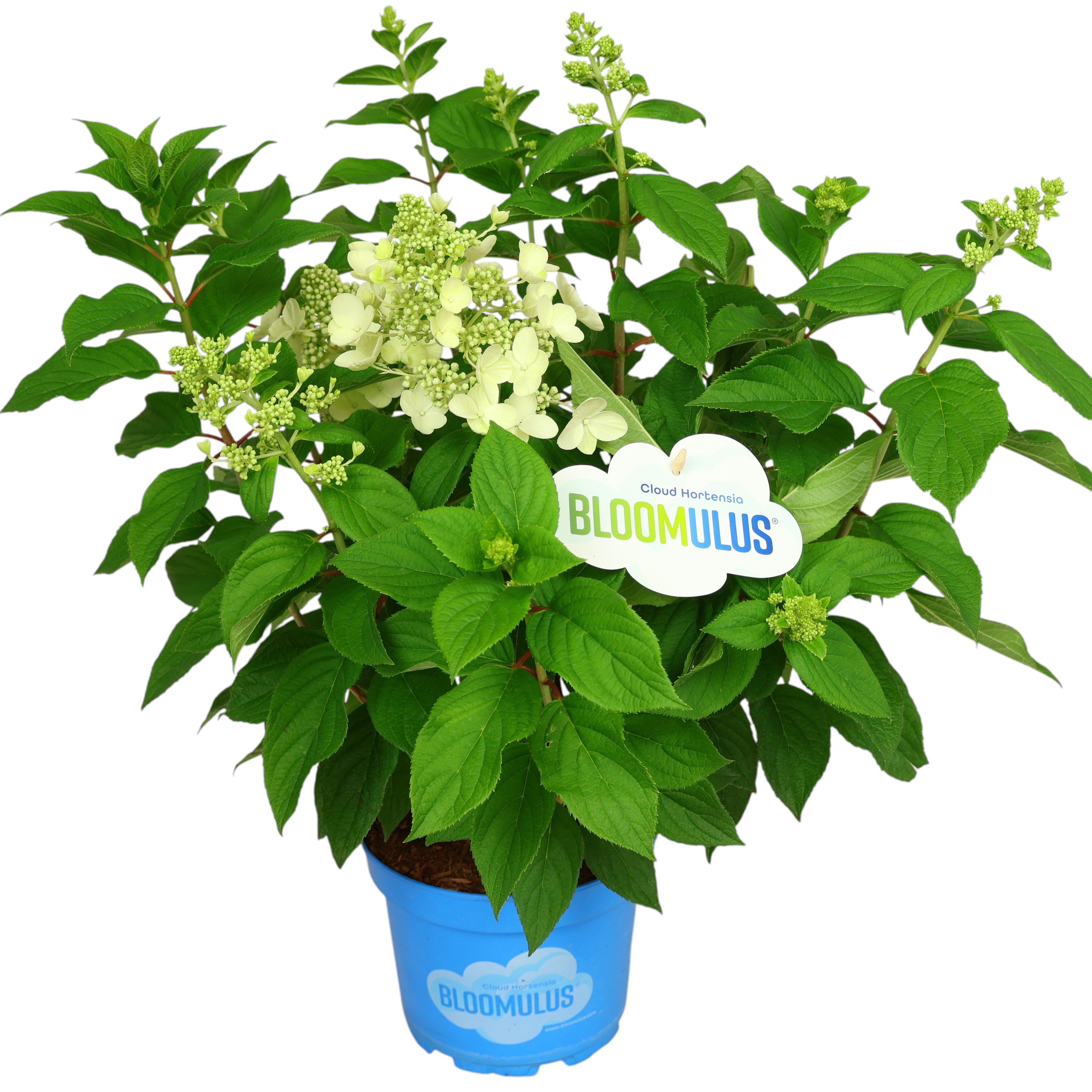 Rispenhortensie ‘Bloomulus’ im Ø 18 cm Topf – kompakte Schönheit mit prachtvollen Blüten