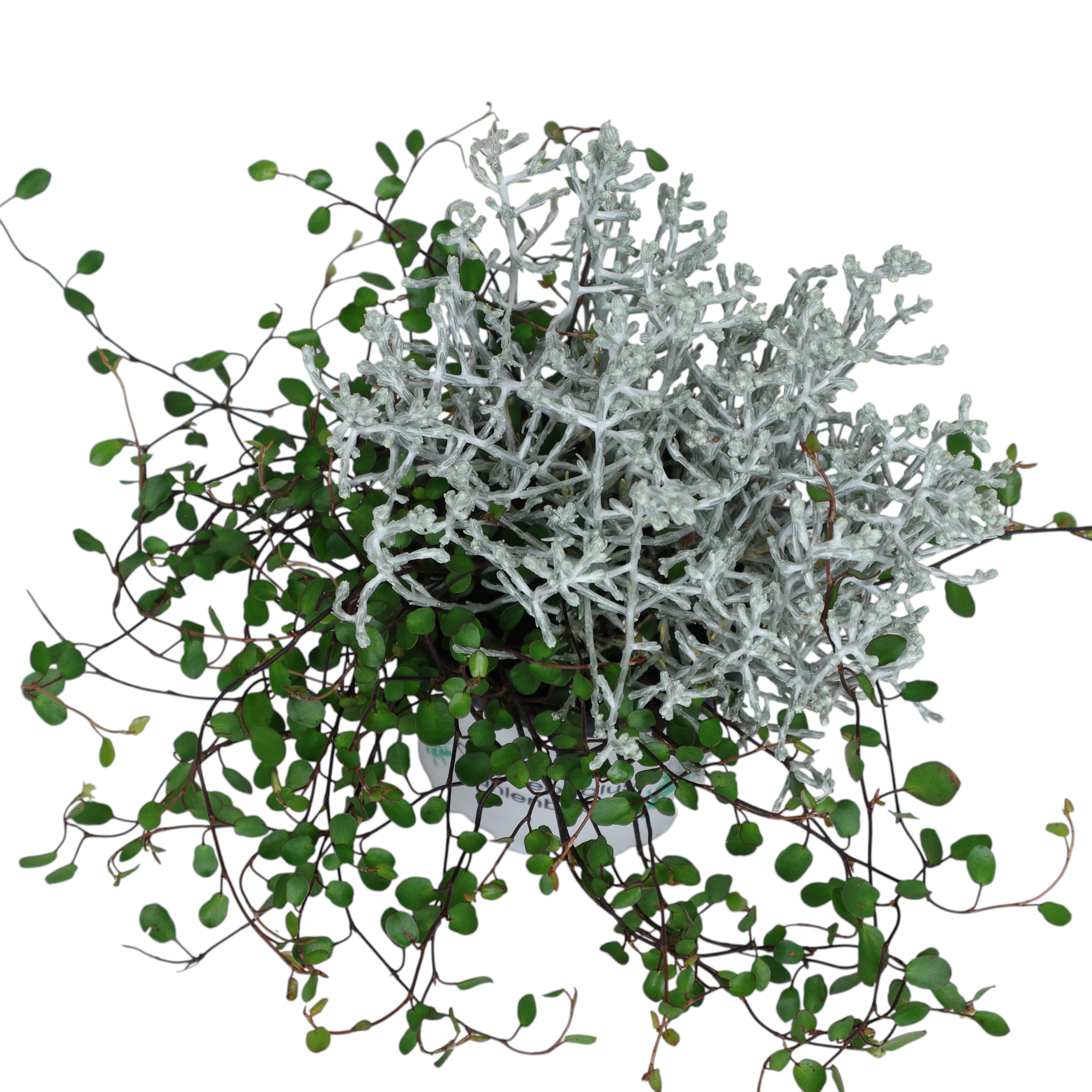 Müca Stacheldraht & Kiwiknöterich Ø 9 cm – Kombitopf für Herbstbepflanzung