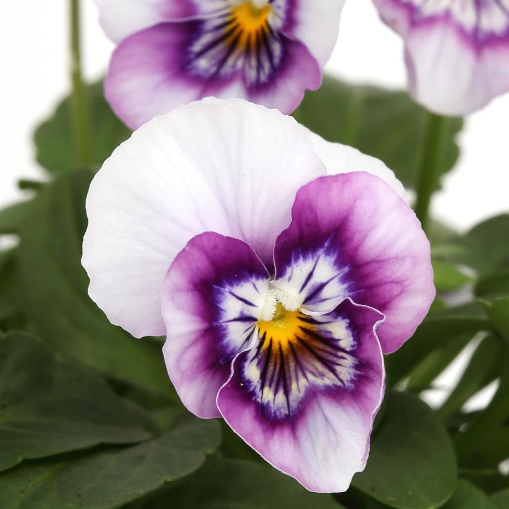 Hornveilchen 'lila geflammt' - Ø 9 cm Topf