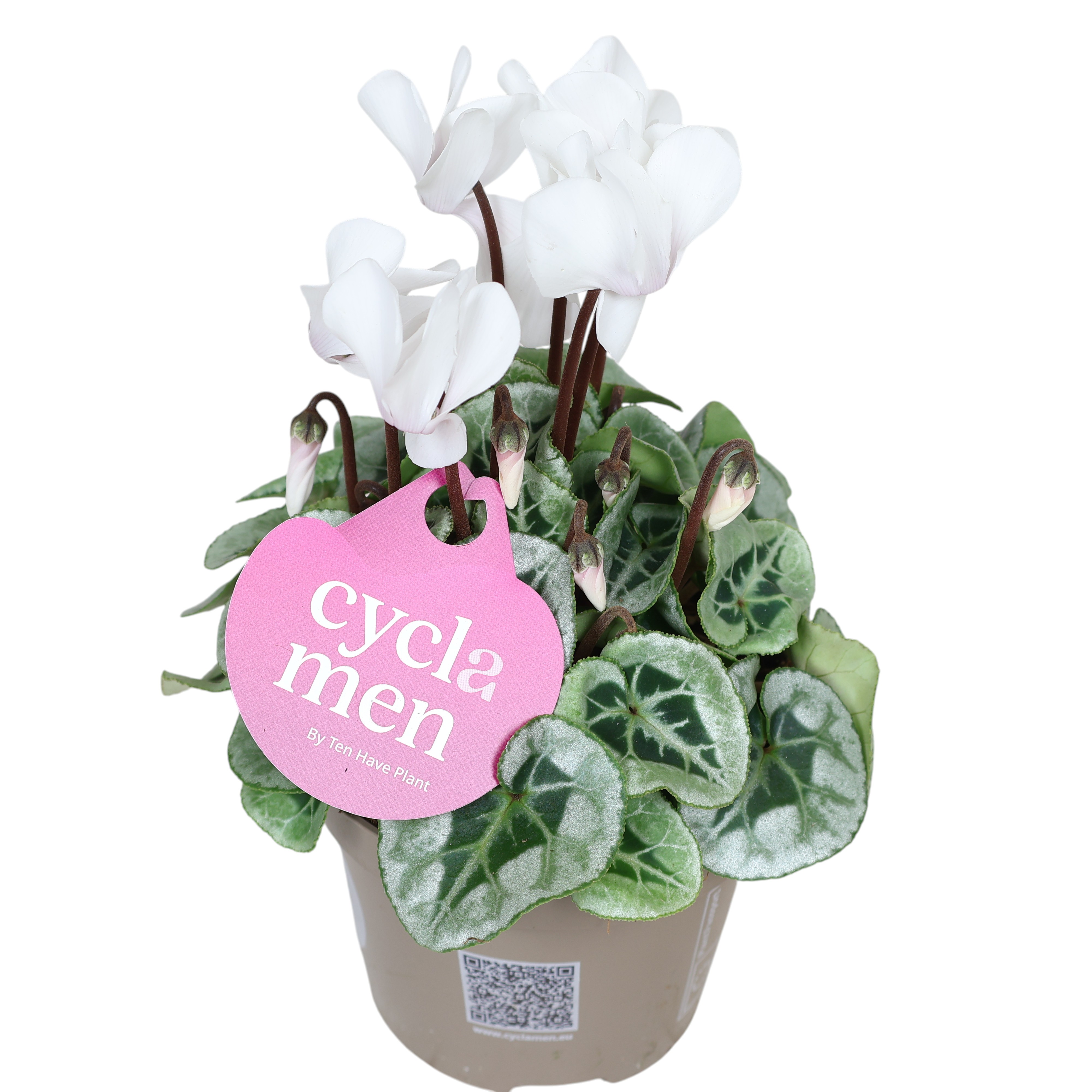 Alpenveilchen (Cyclamen) – Ø 11 cm Topf – dekorativer Herbstblüher für Balkon & Fensterbank