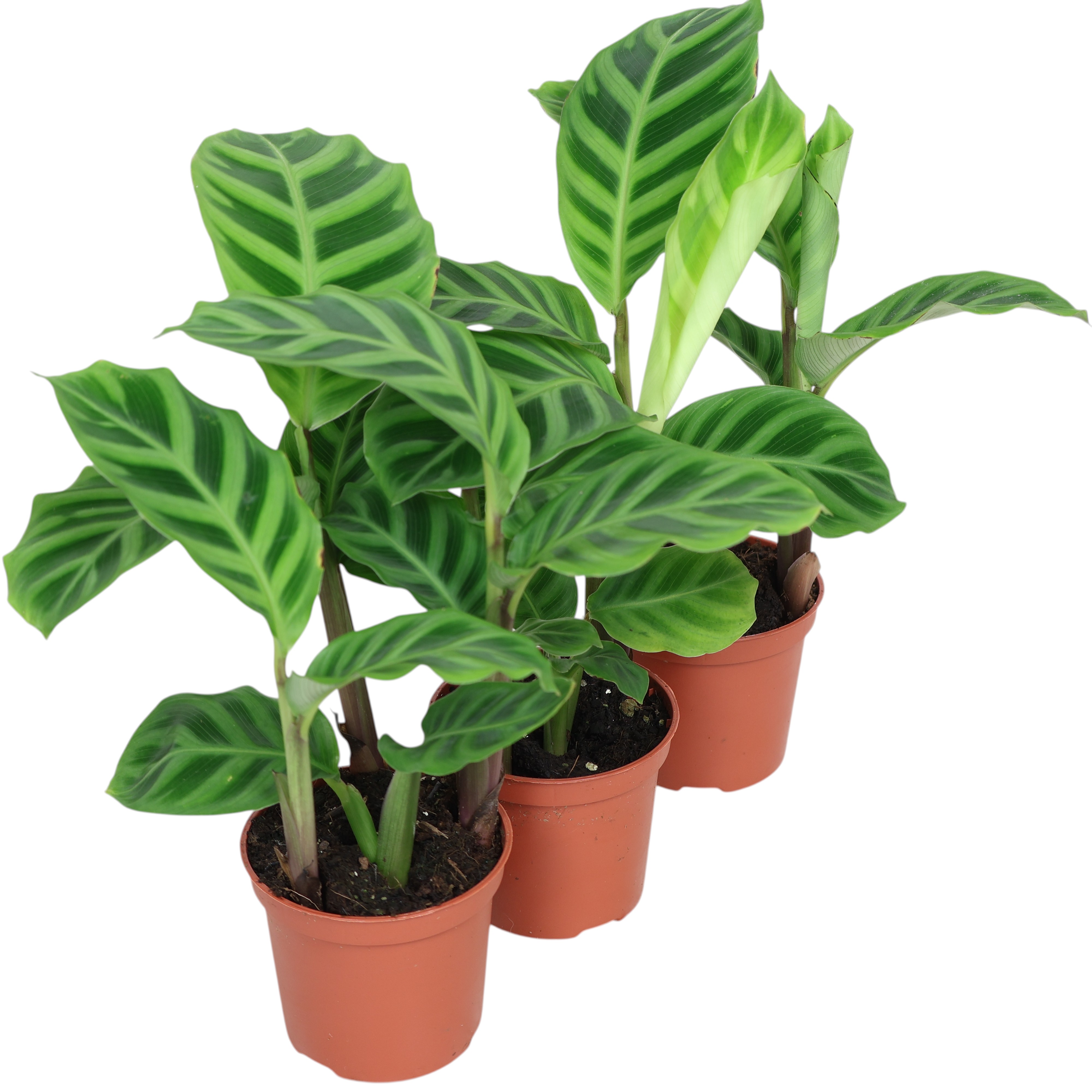 Mini-Calathea Mix Ø 7 cm – tropische Zimmerpflanzen mit Blattmuster