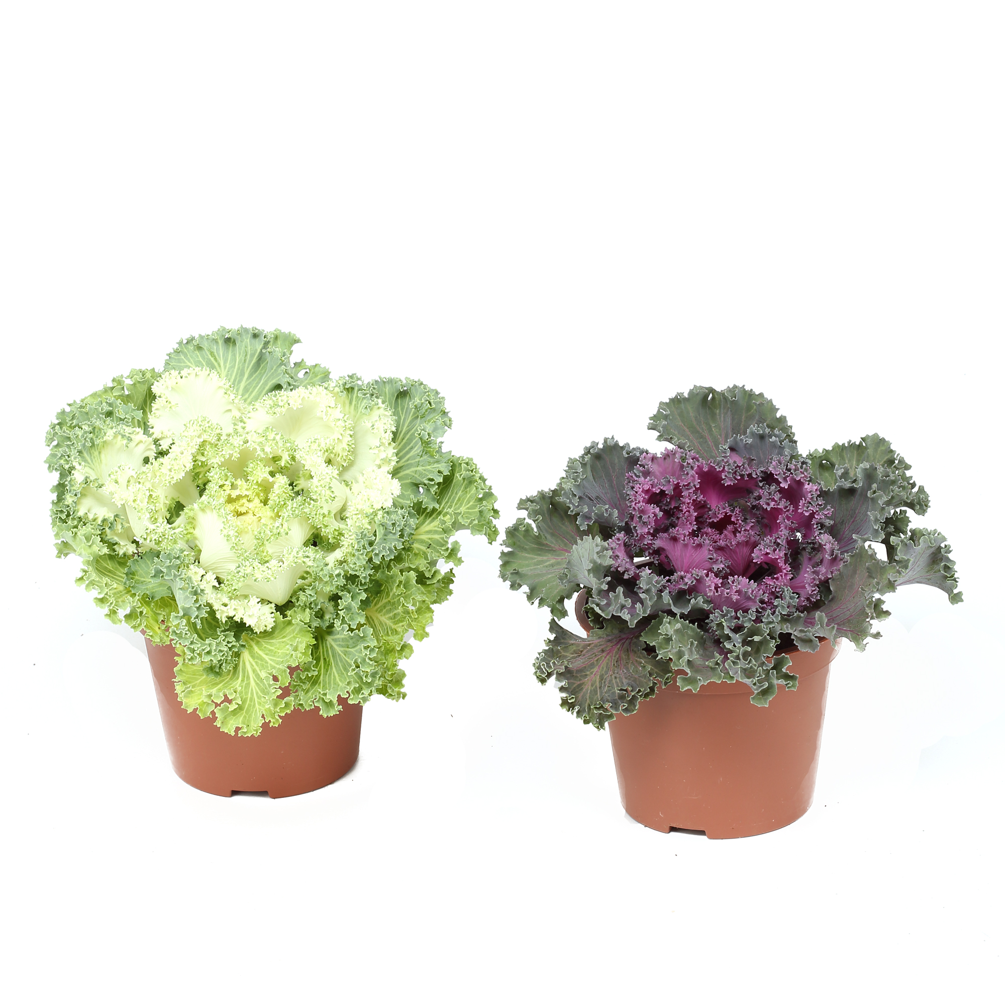 Zierkohl Ø 12 cm – farbstarke Herbst- & Winterdeko