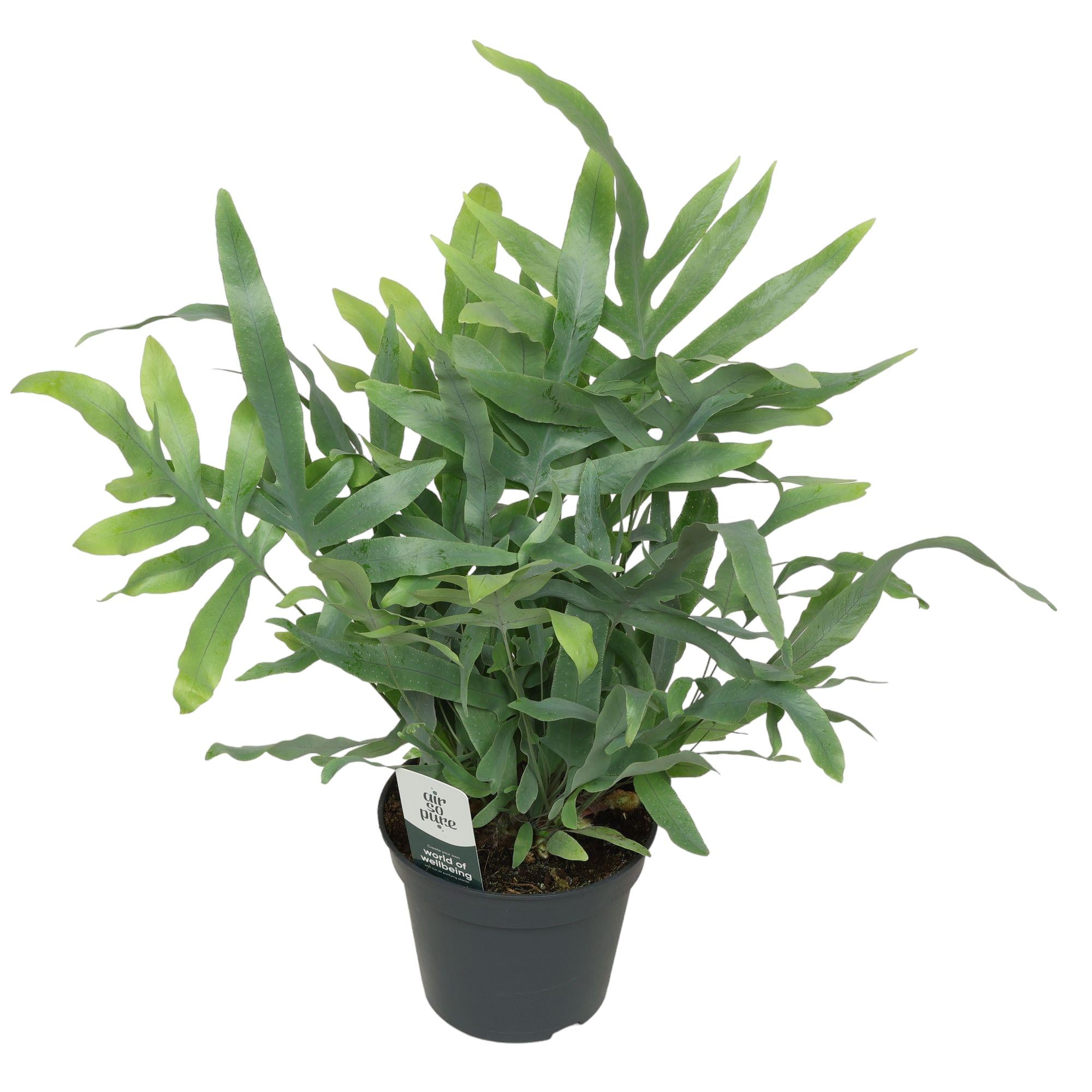 Goldtüpfelfarn 'Phlebodium' - Ø 14 cm Topf