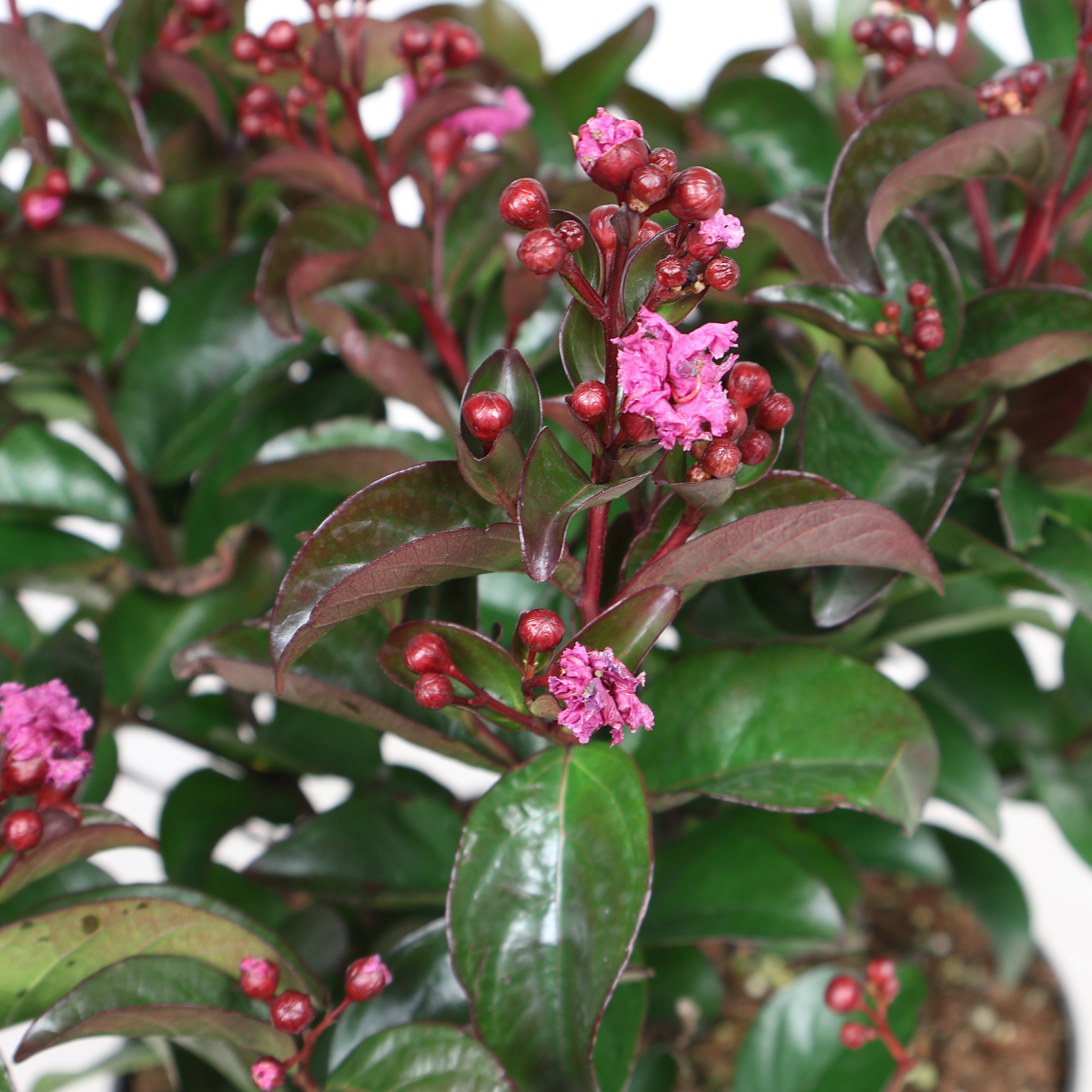 Kräuselmyrte Lagerstroemia Ø 23 cm