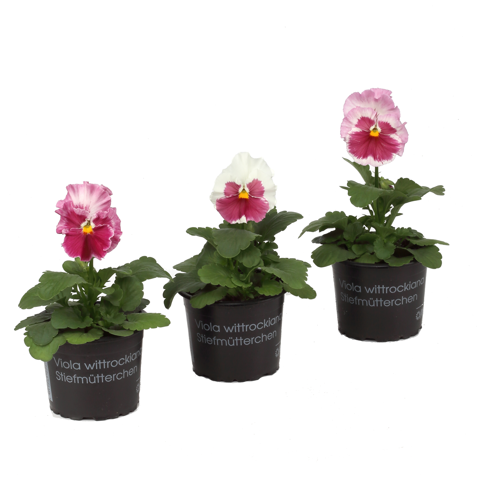 Stiefmütterchen 'Erdbeer geflammt' - Ø 9 cm Topf