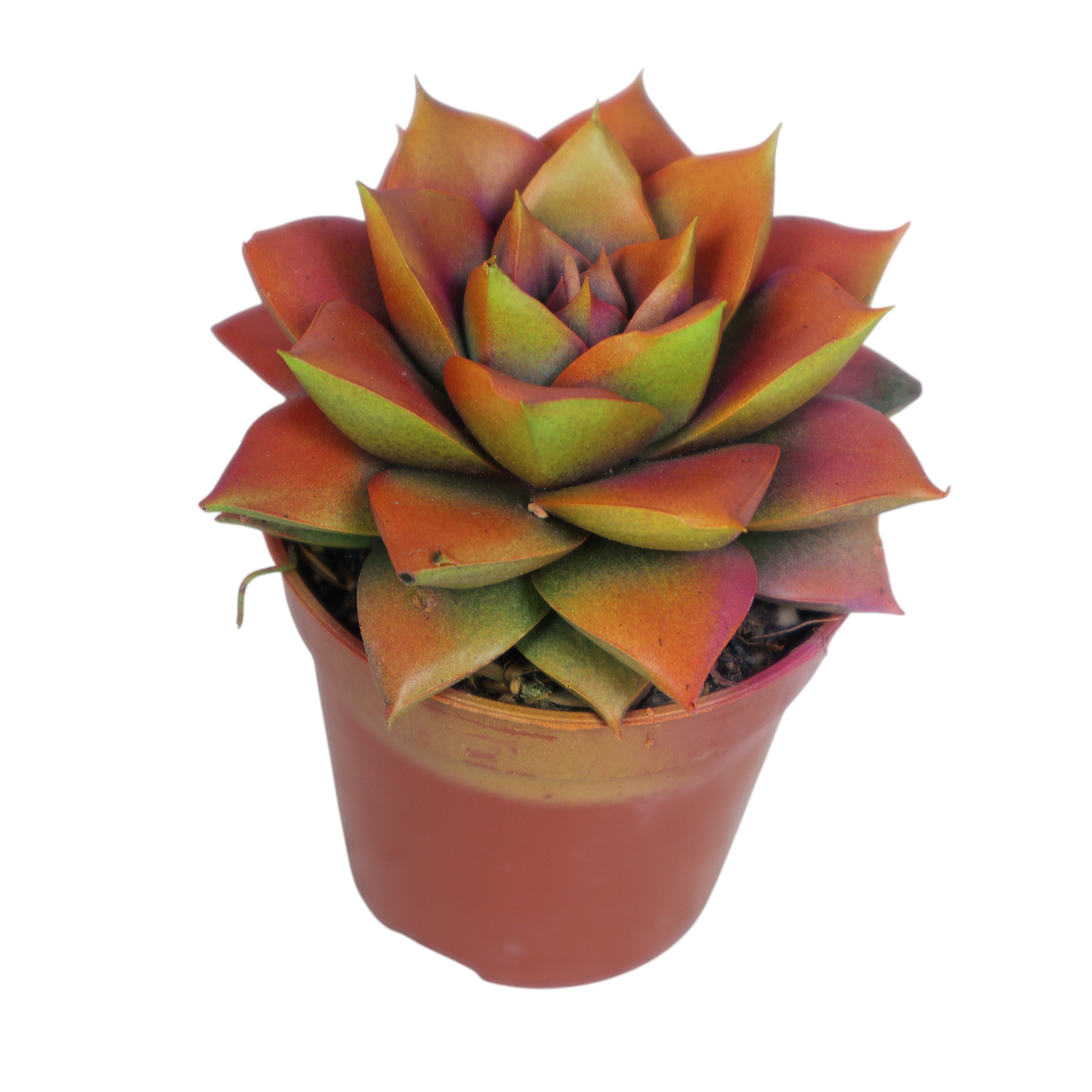 Echeveria purpusorum Ø 5 cm – Mini-Sukkulente für Innen