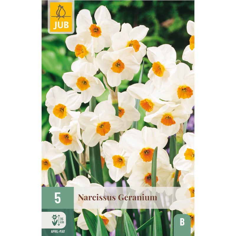 5 NARZISSEN GERANIUM 12/14