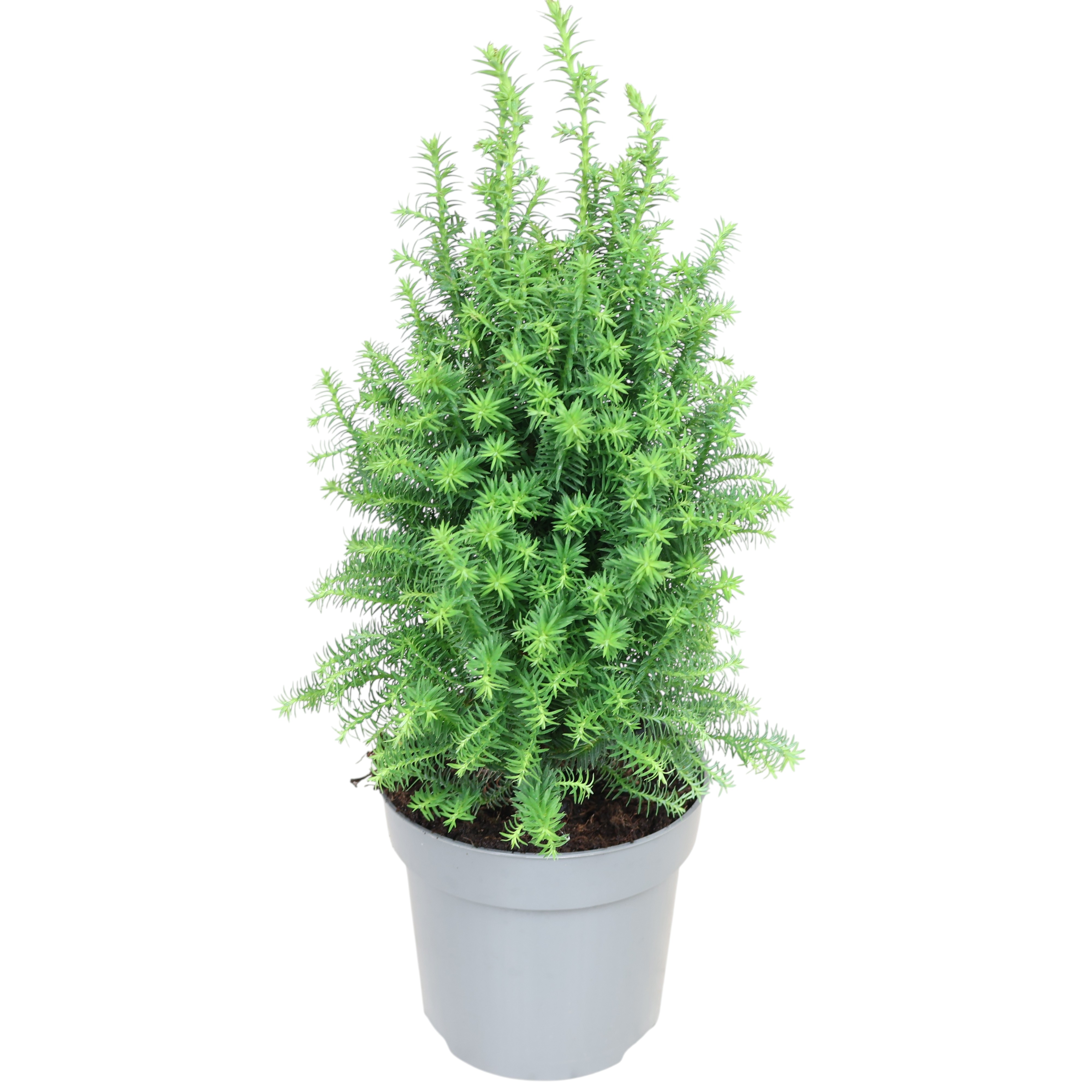 Scheinzypresse 'Top Point' - Ø 9-11 cm Topf