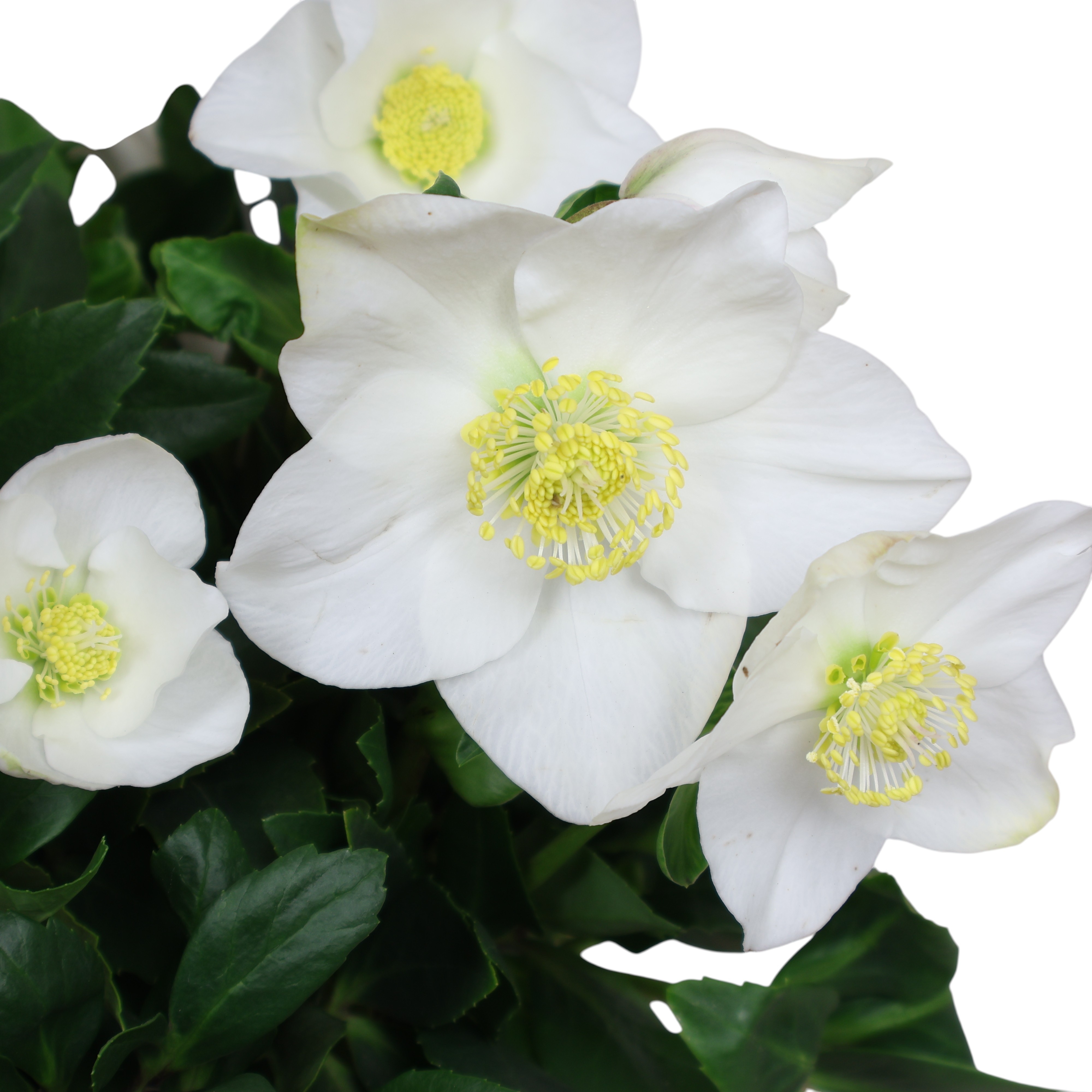 Christrose Helleborus niger im Ø 19 cm Topf – winterblühend & robust
