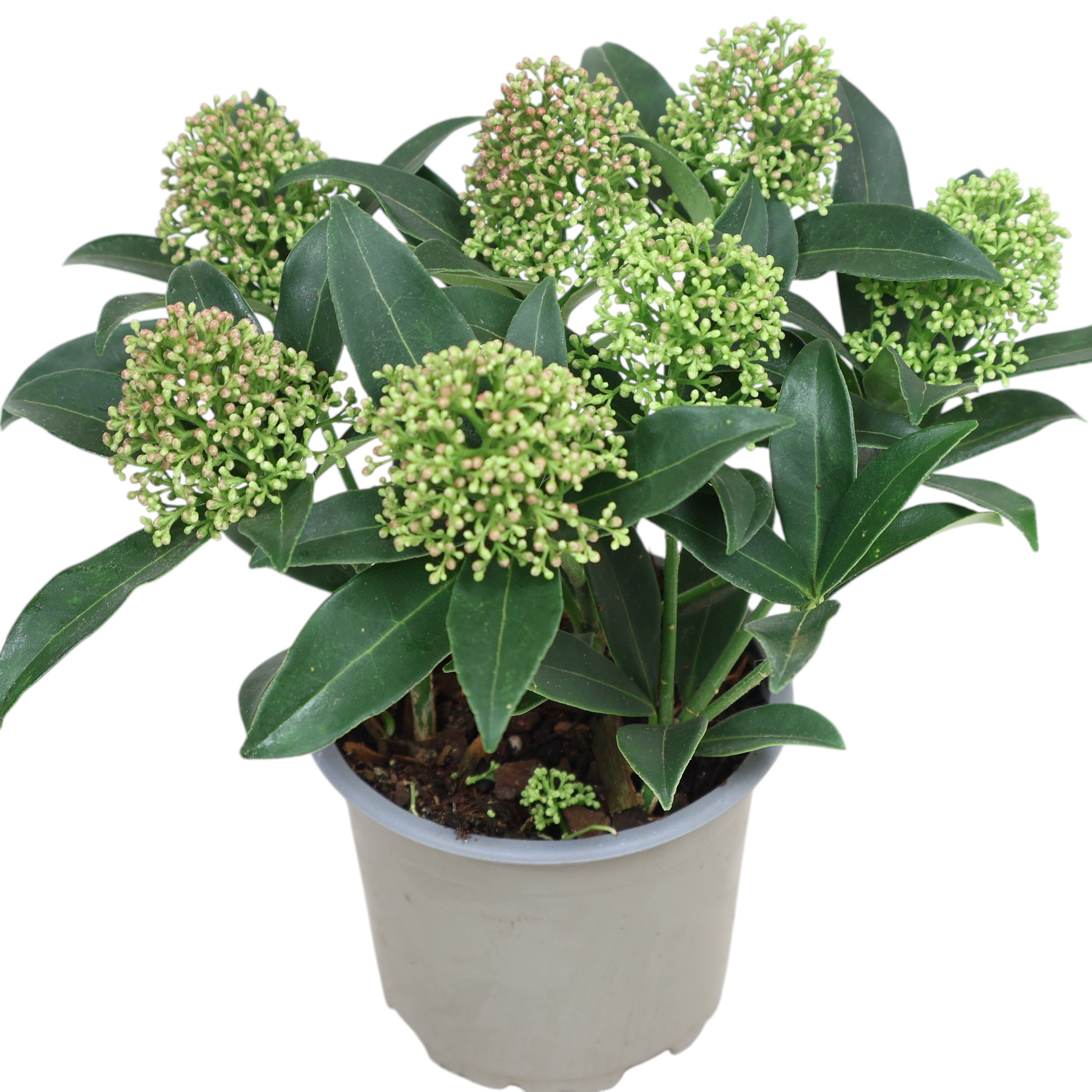 Skimmia japonica "Dwarf" Ø Topf 10,5cm