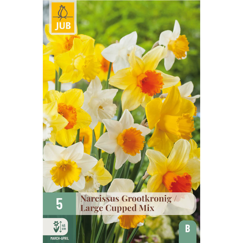 5 NARZISSEN GROSSKRONIGE MISCHUNG 12/14