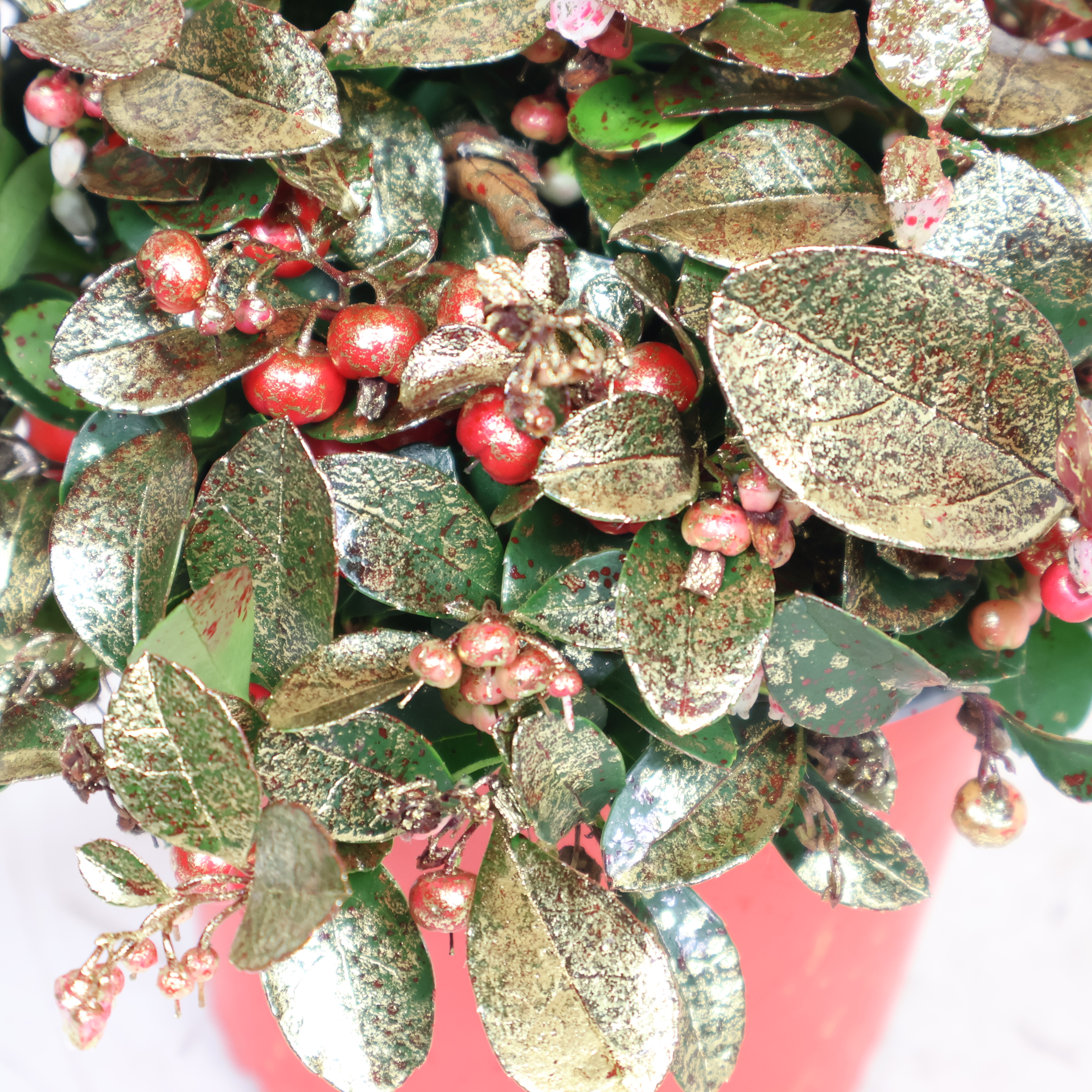 Gaultheria procumbens Ø 13 cm – Scheinbeere mit roten Beeren