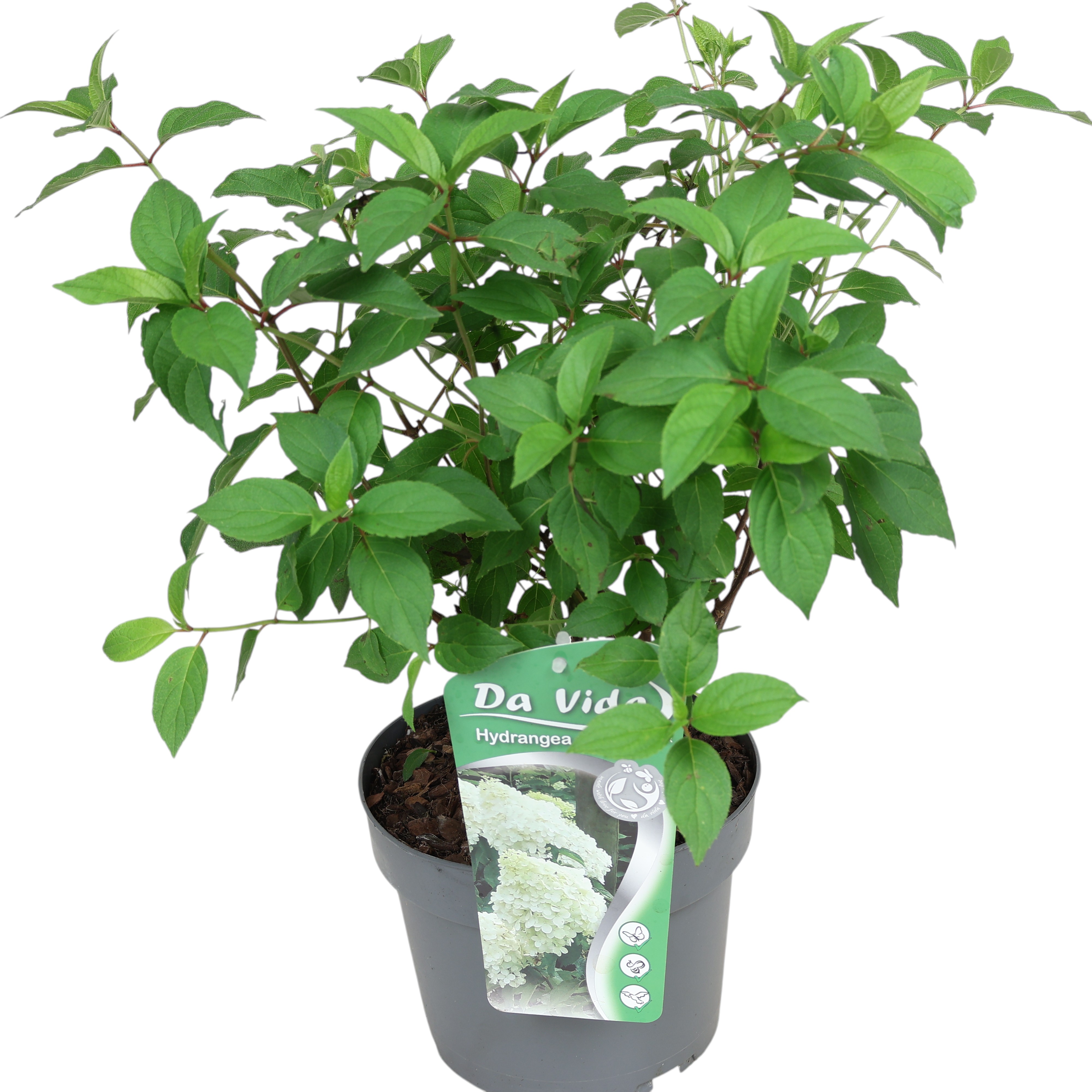 Rispenhortensie 'Polar Bear' Ø 19 cm