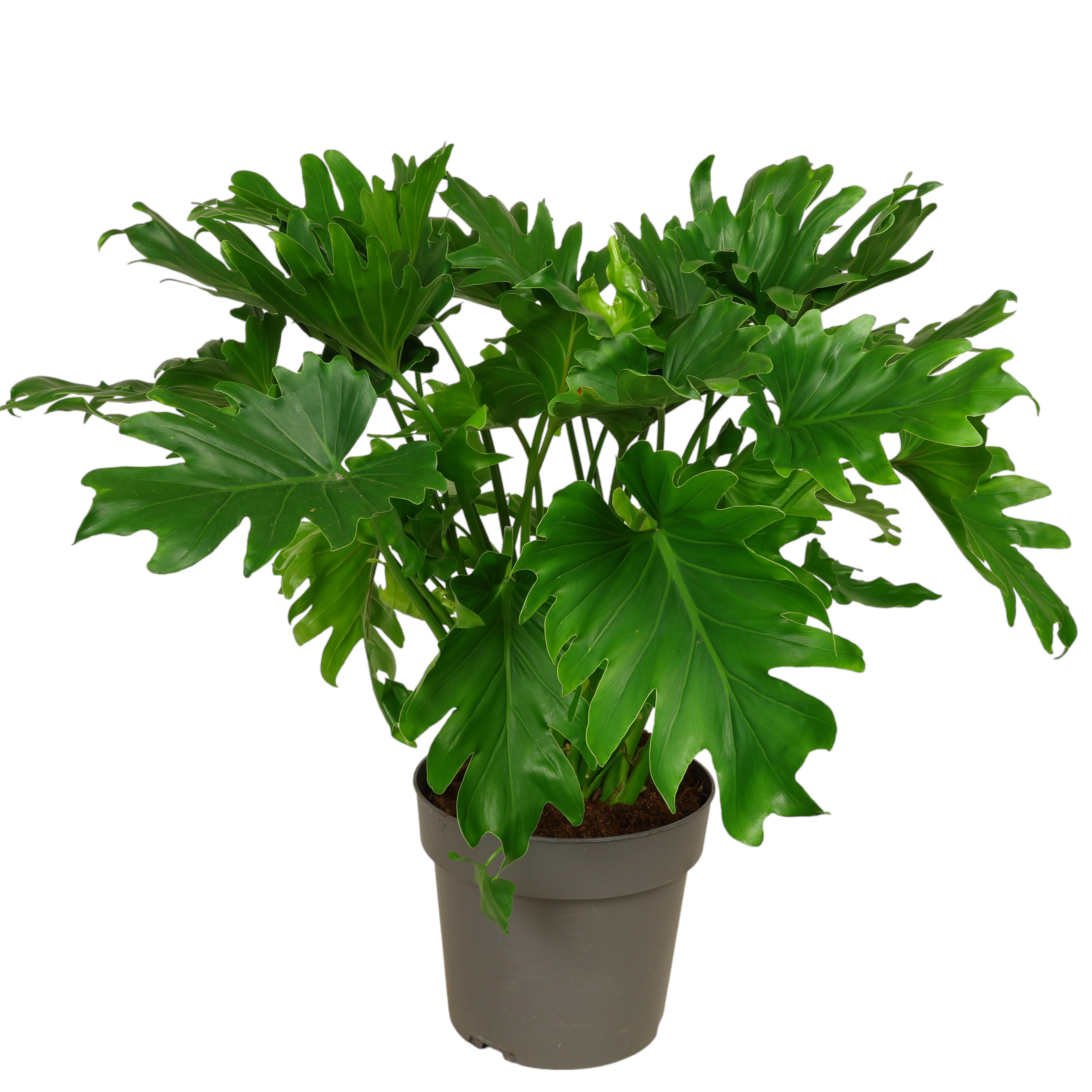 Baumfreund Philodendron Topf Ø 19 cm