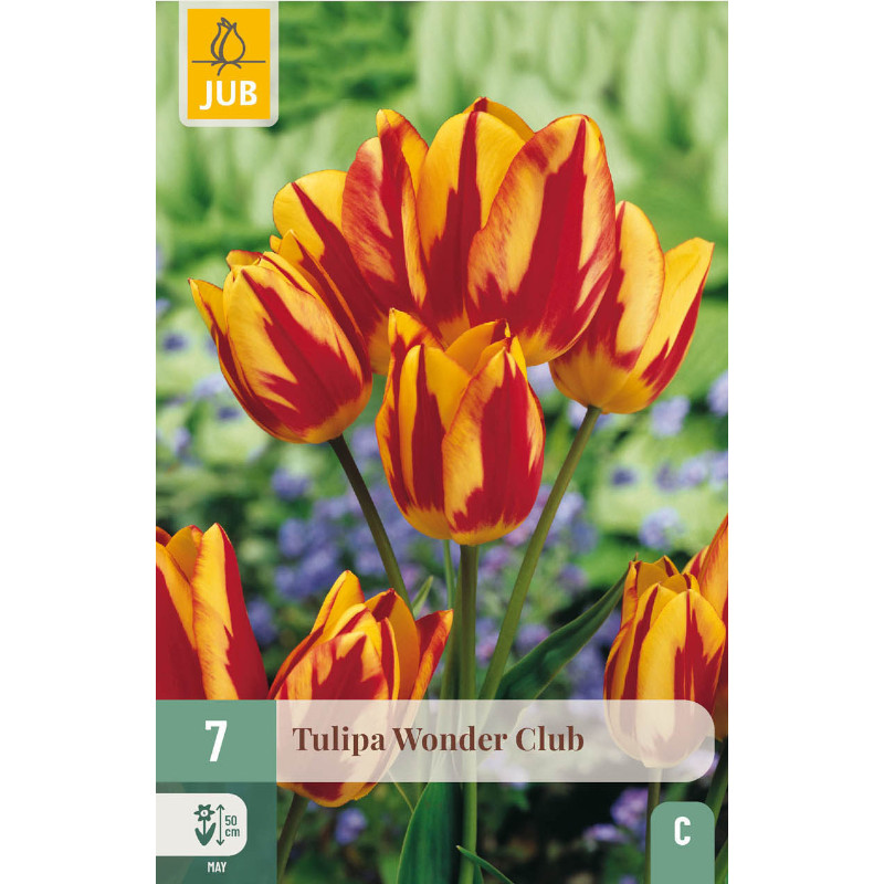 7 TULPEN WONDER CLUB 11/12