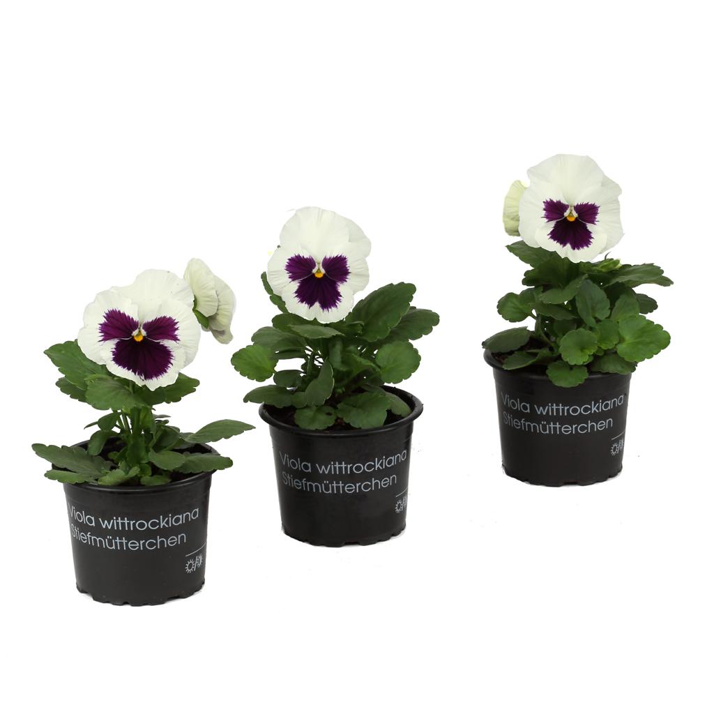 Stiefmütterchen 'weiß mit Auge' - Ø 9 cm Topf