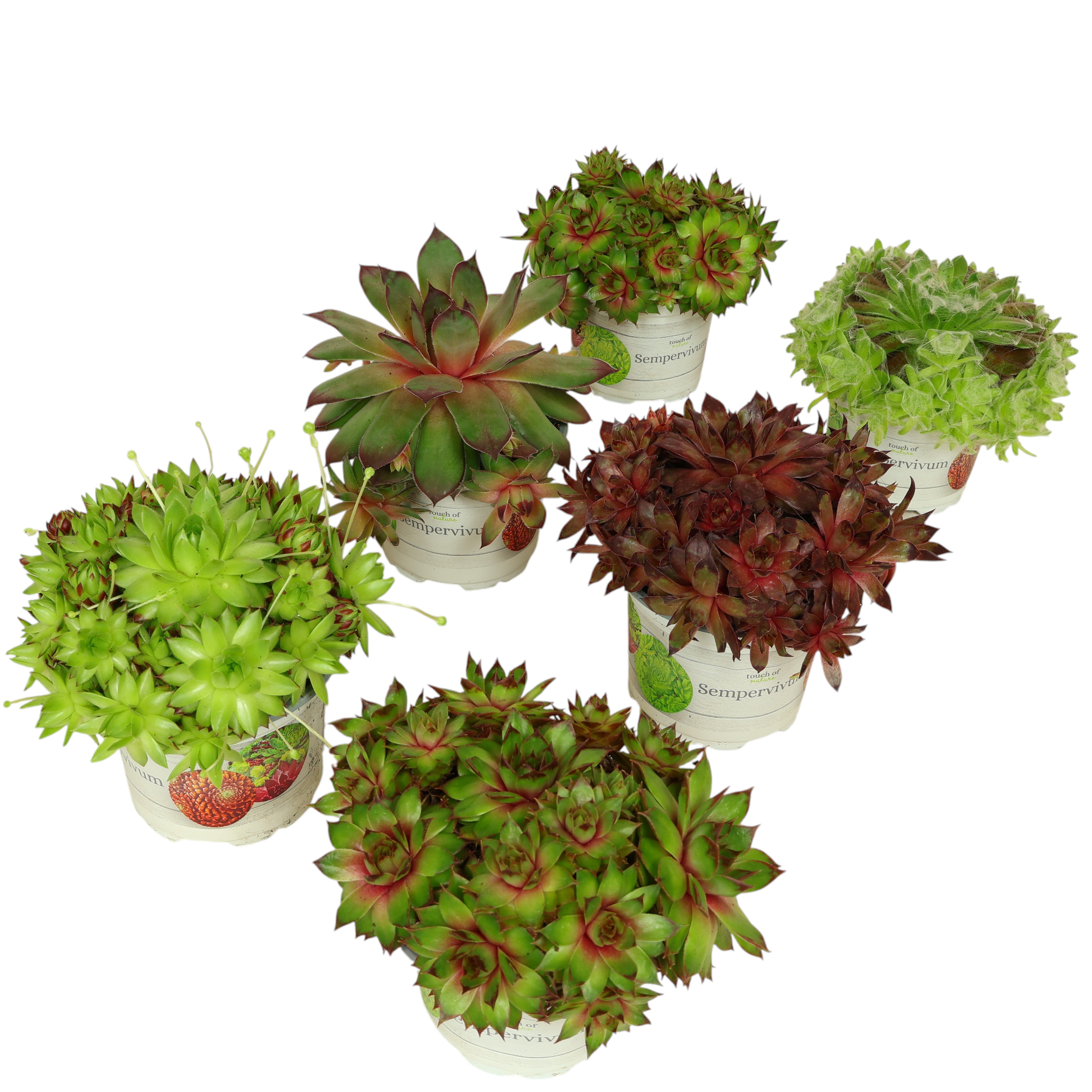 Hauswurz (Sempervivum) im Ø 9 cm Topf – robuste Sukkulente für Steingarten & Balkon