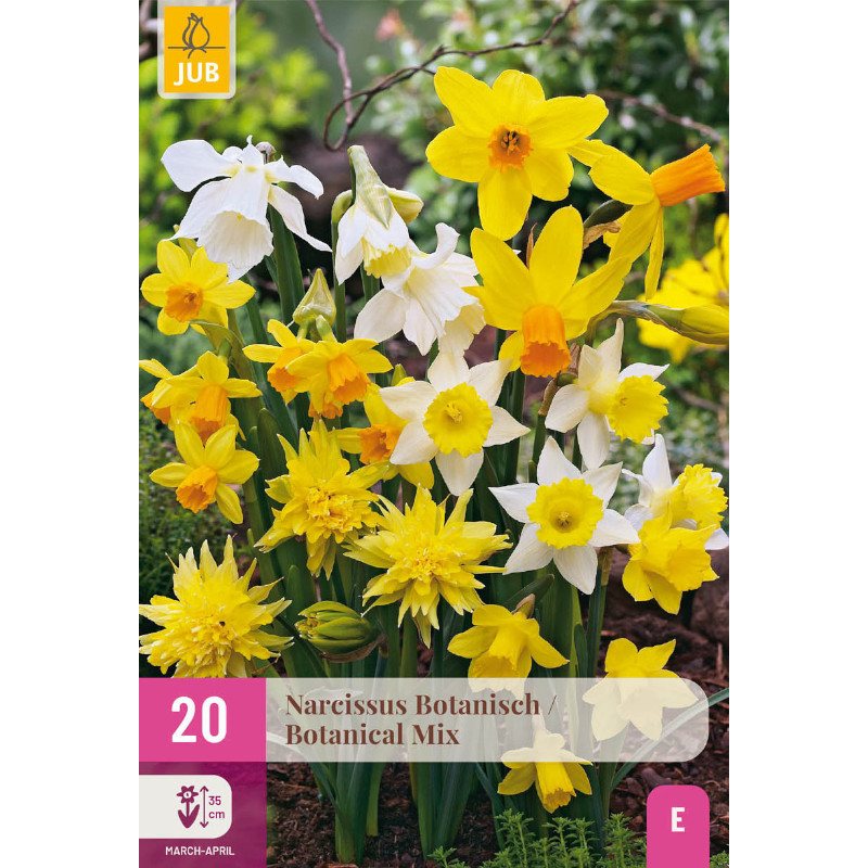 20 NARZISSEN BOTANISCH MIX 10/12
