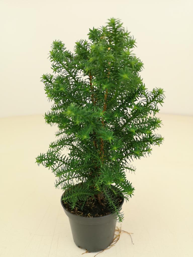 Mini Chamaecyparis 'Top Point' - Ø 6,5 cm Topf