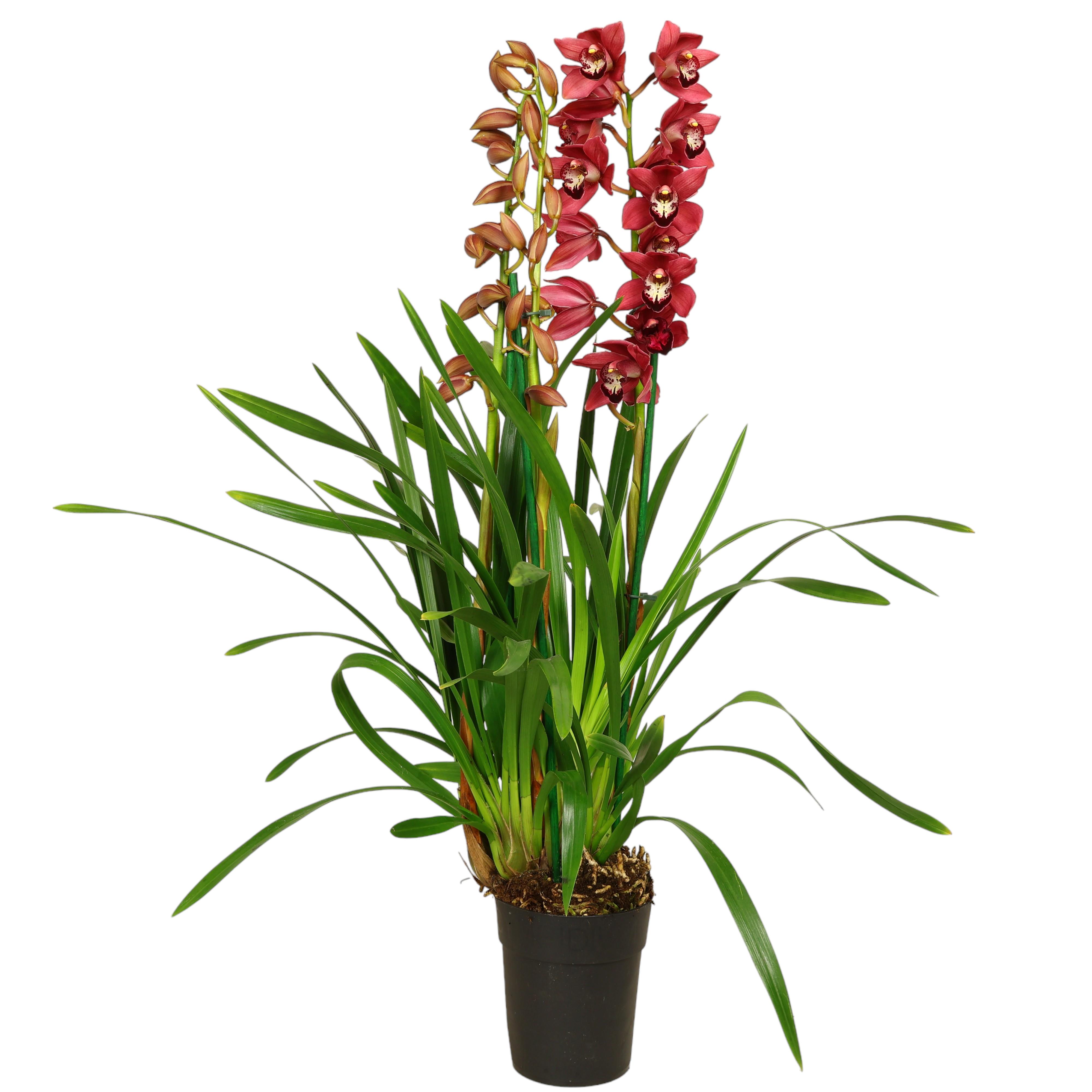 Cymbidium Kahnorchidee im Ø14 cm Topf – verschiedene Farben