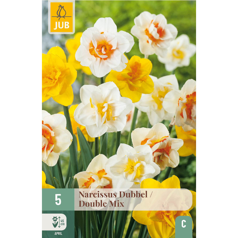 5 NARZISSEN GEFÜLLTE MISCHUNG 12/14