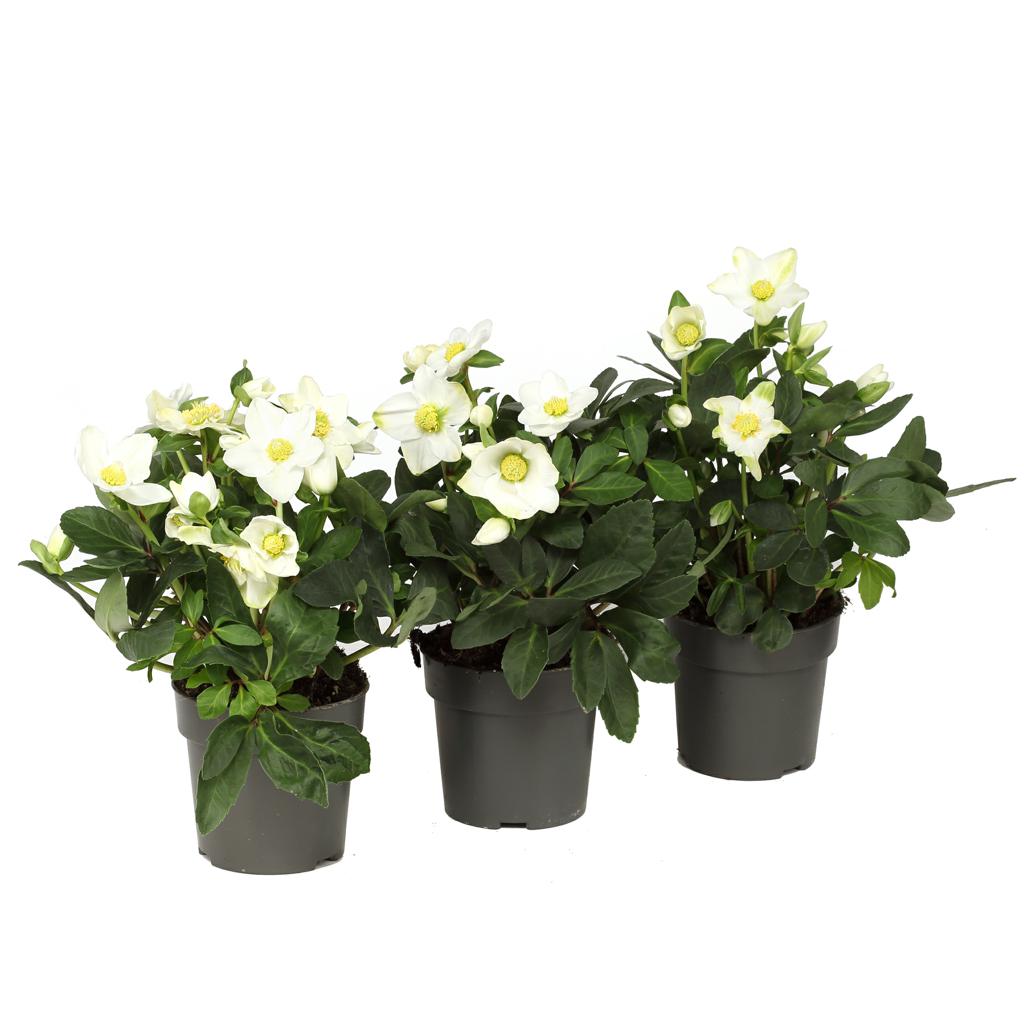 Christrose Helleborus niger Ø 12 cm – winterblühend & robust