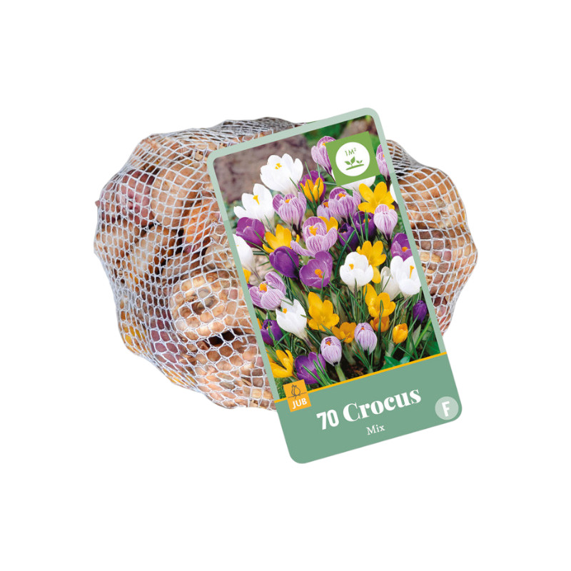 Krokusse Mix – Blumenzwiebeln 7/8 – 70 Stück – bunte Frühlingsboten für Beete & Rasenflächen