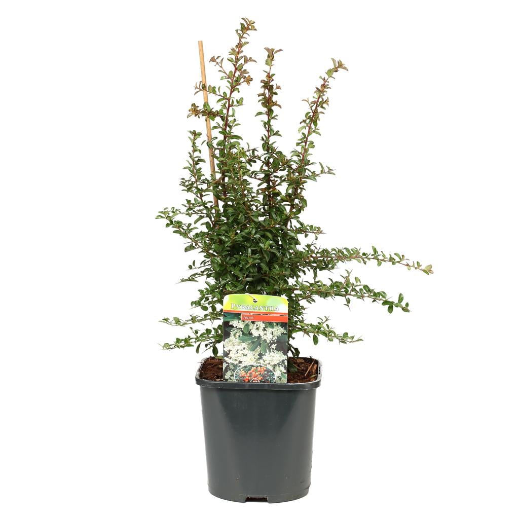 Feuerdorn 'Sparkler' - Ø 17 cm Topf