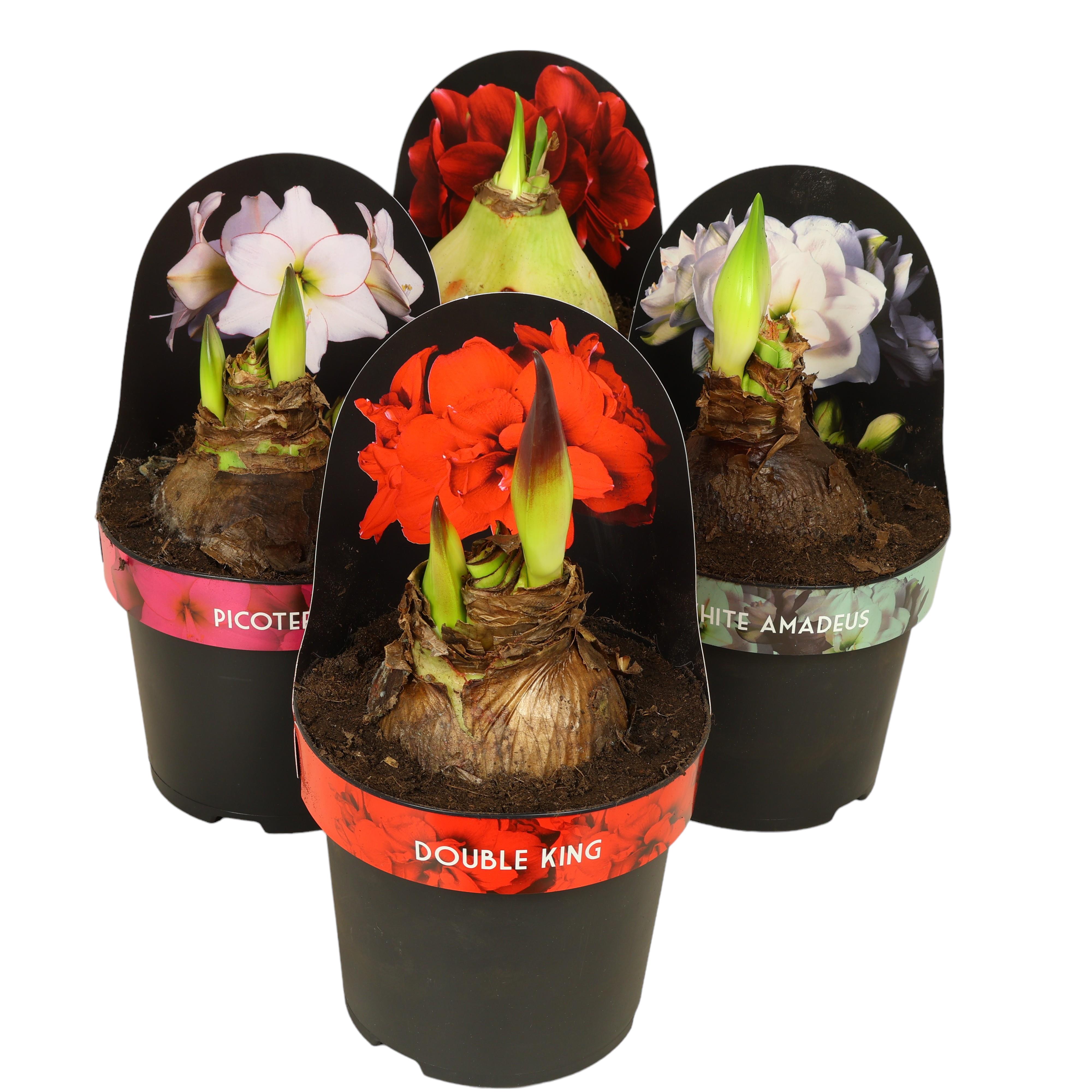 Amaryllis im Topf Ø 14 cm – dekorative Zimmerpflanze mit Knospe
