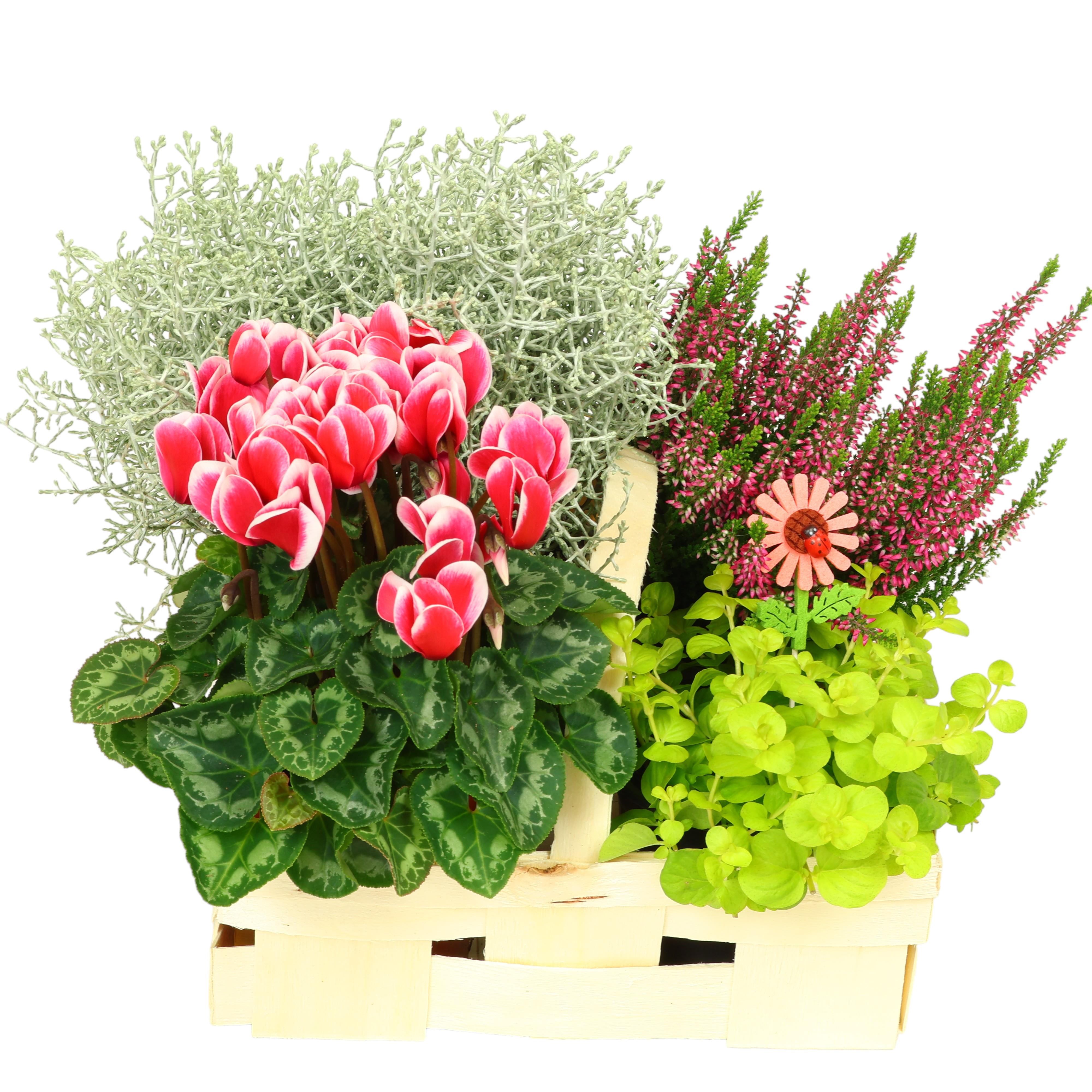 Herbst-Kiste „PETER“ im Ø 30 cm Spankorb mit Henkel – 4 Herbstpflanzen im Kulturtopf dekorativ arrangiert