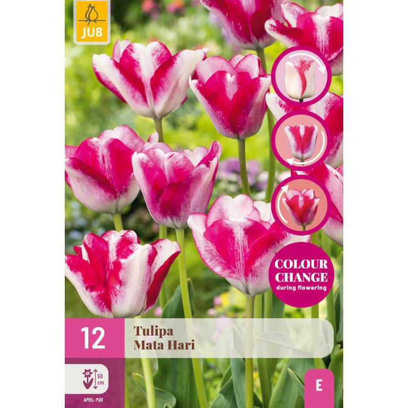 12 TULPEN MATA HARI 11/12