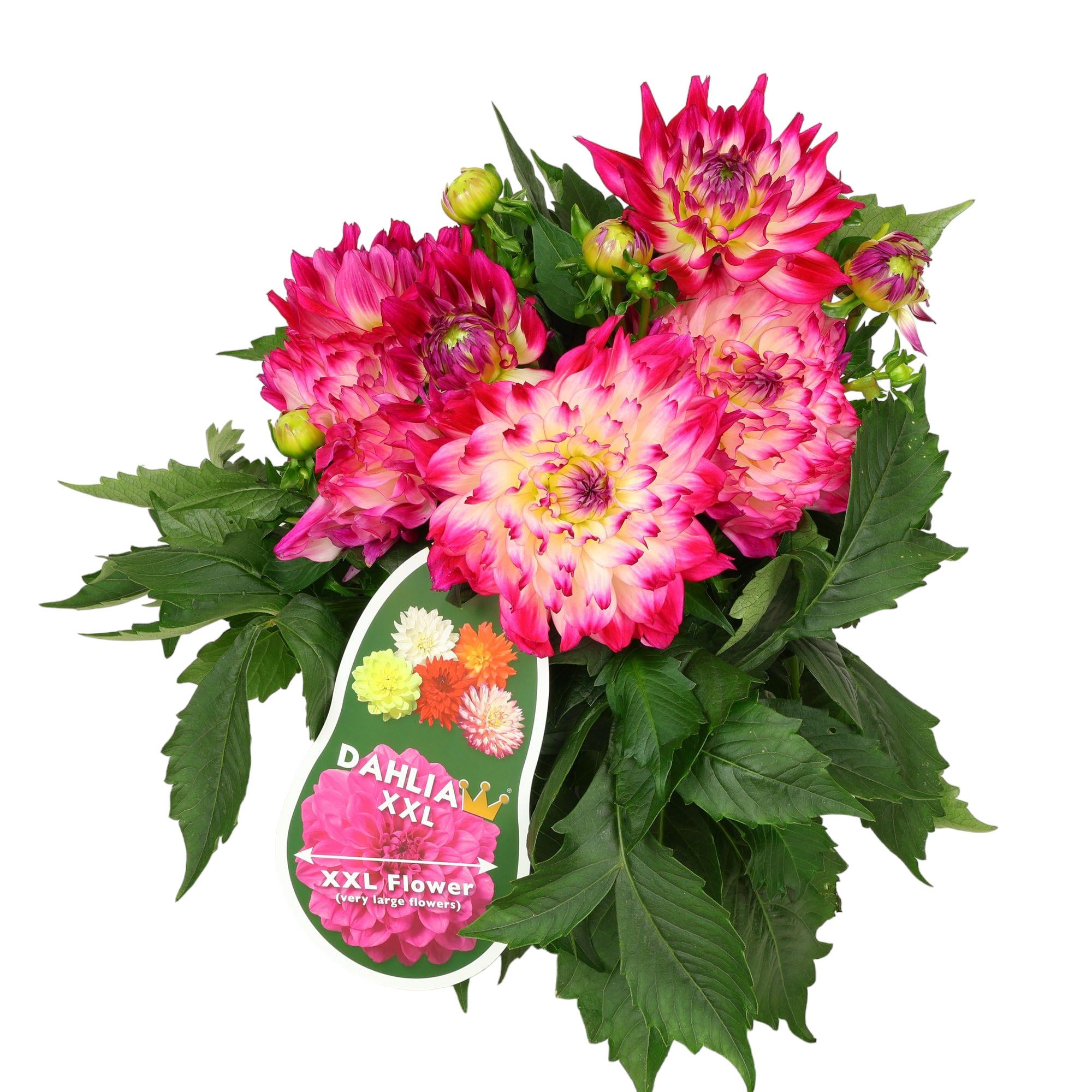 Garten-Dahlien Mix Topf Ø 19 cm ca H 40 cm einzel 